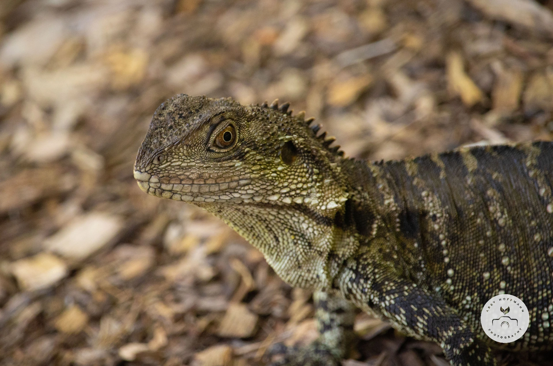 Australian water dragon photograph