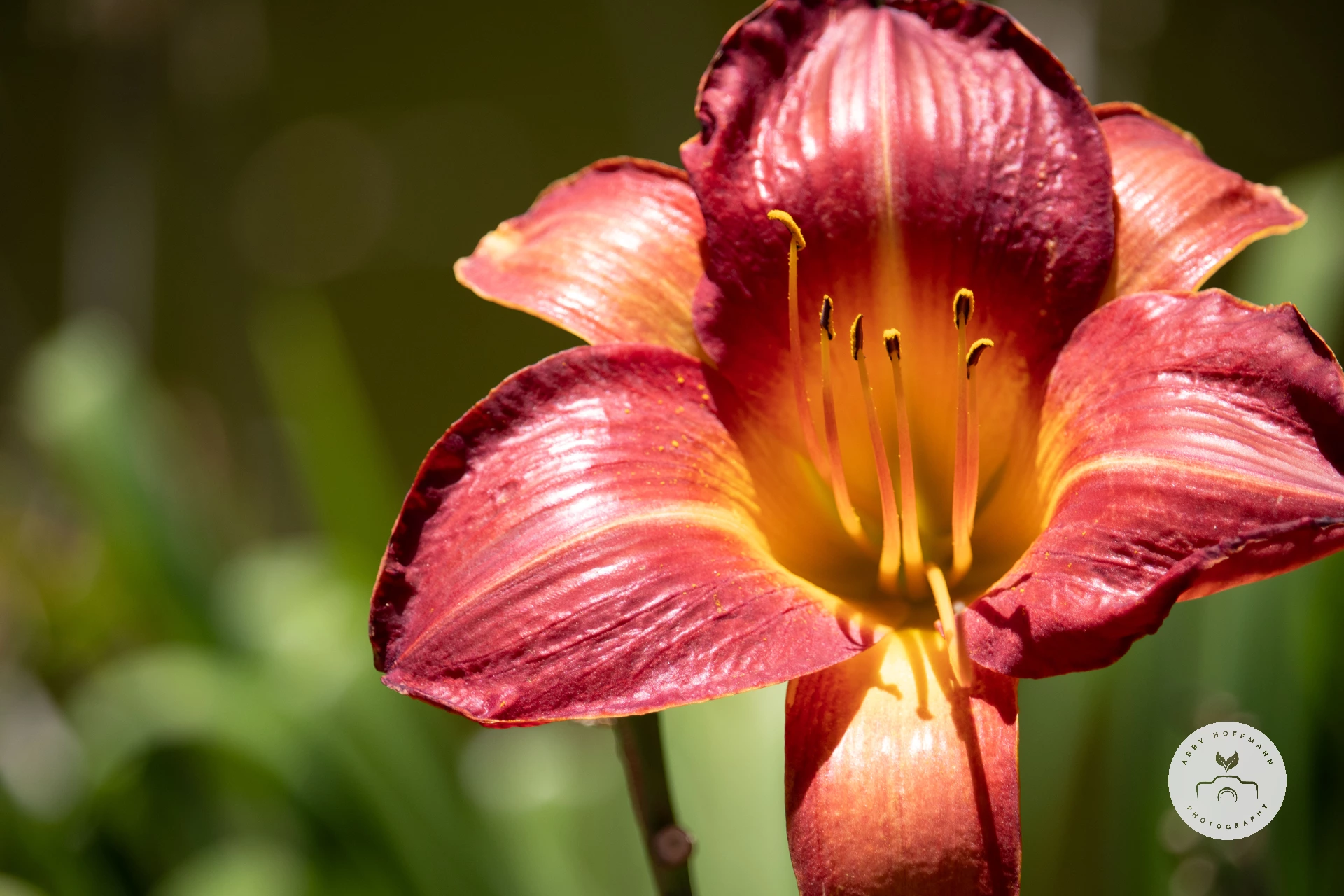 Daylily photograph