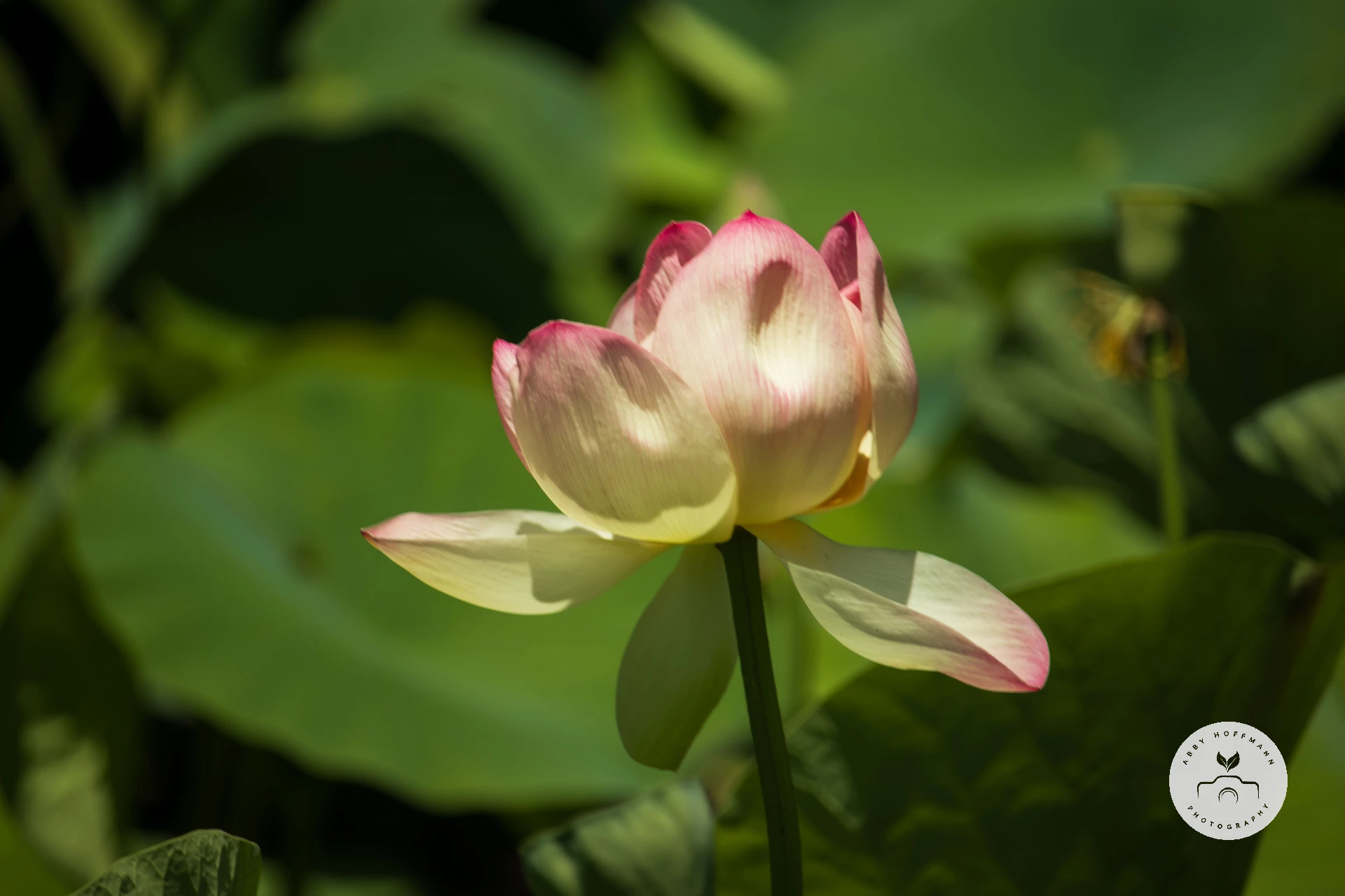Sacred Lotus photograph