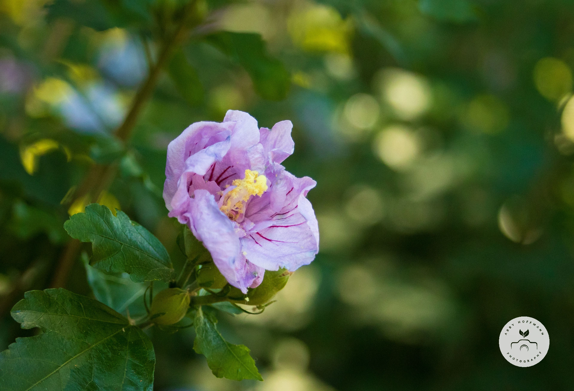 blue purple Chinese Hibiscus photograph