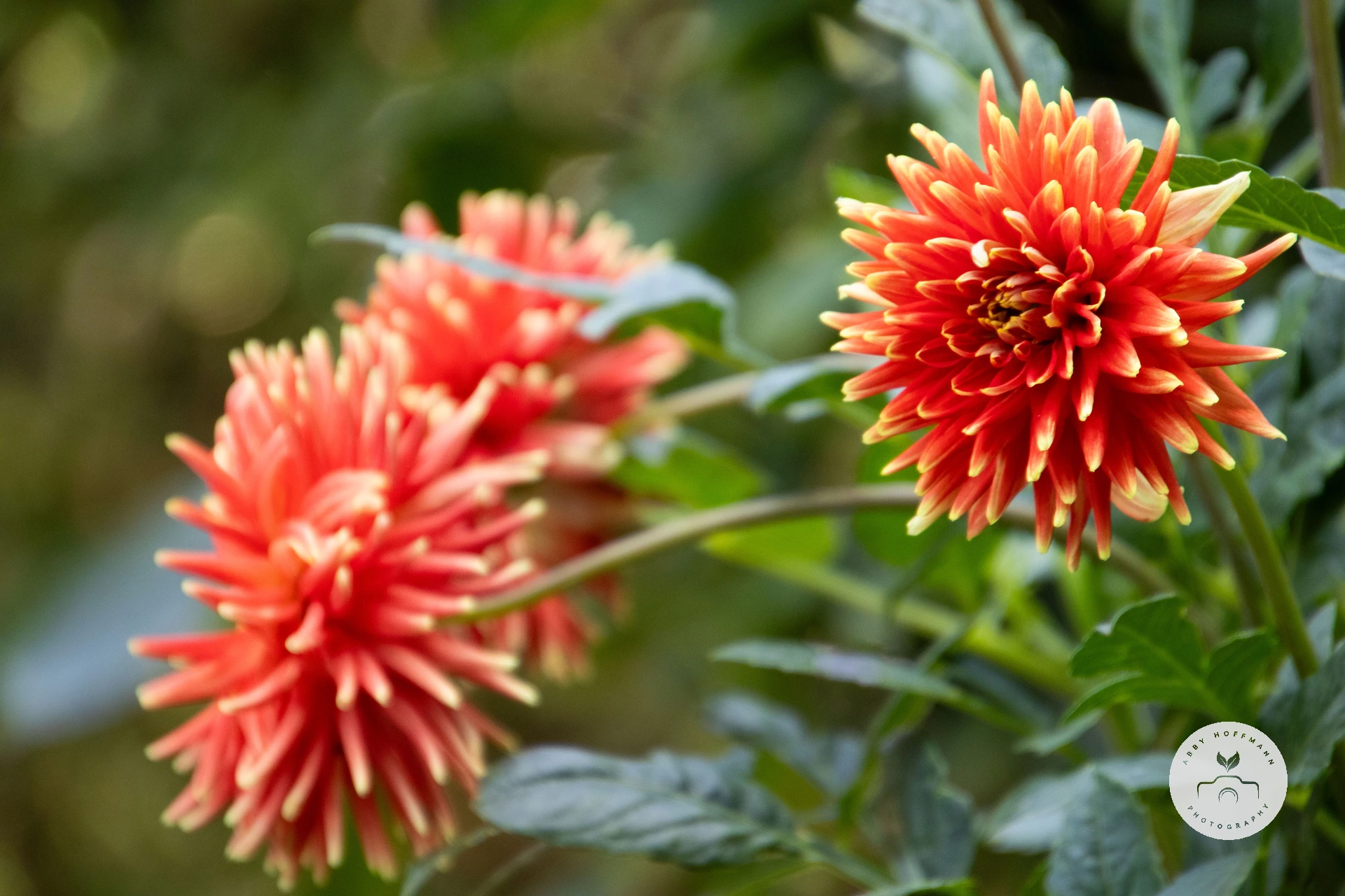 Dahlia photograph