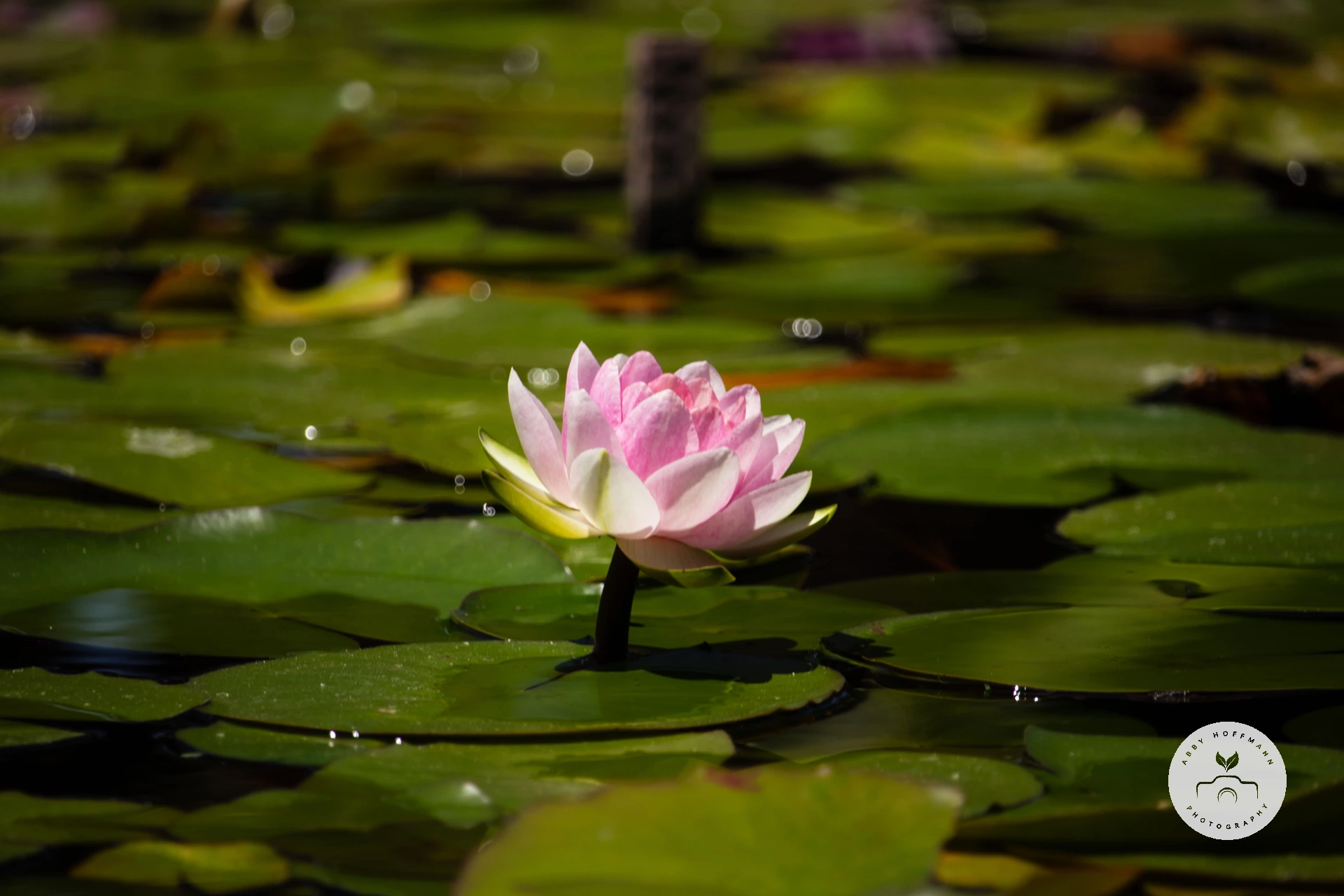 Waterlily photograph