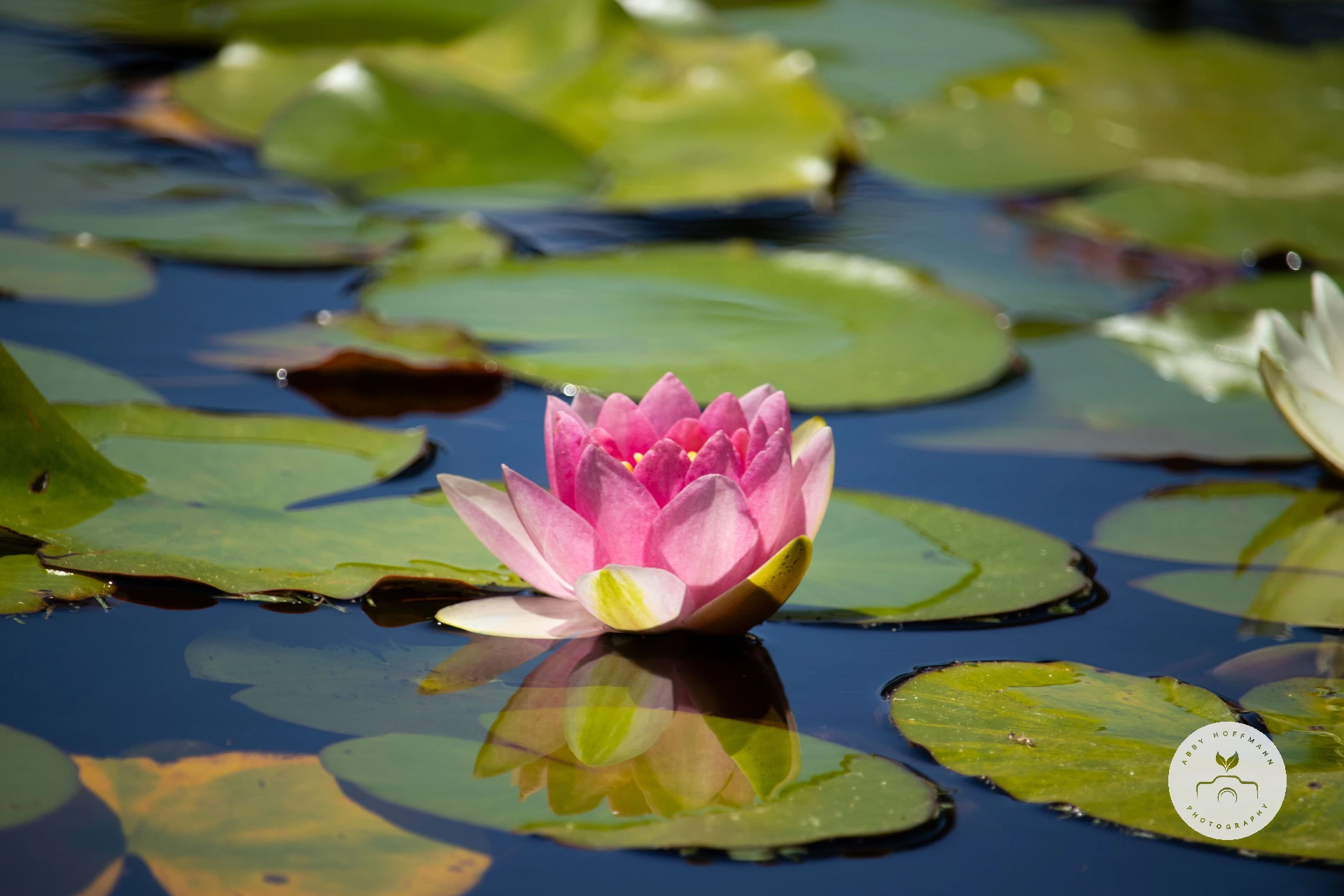 Waterlily photograph