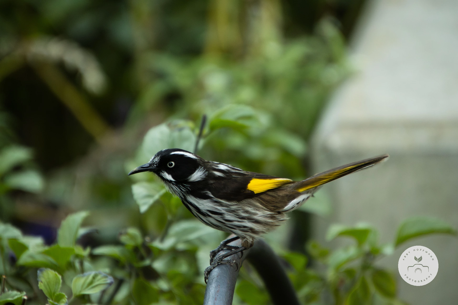 New Holland honeyeater