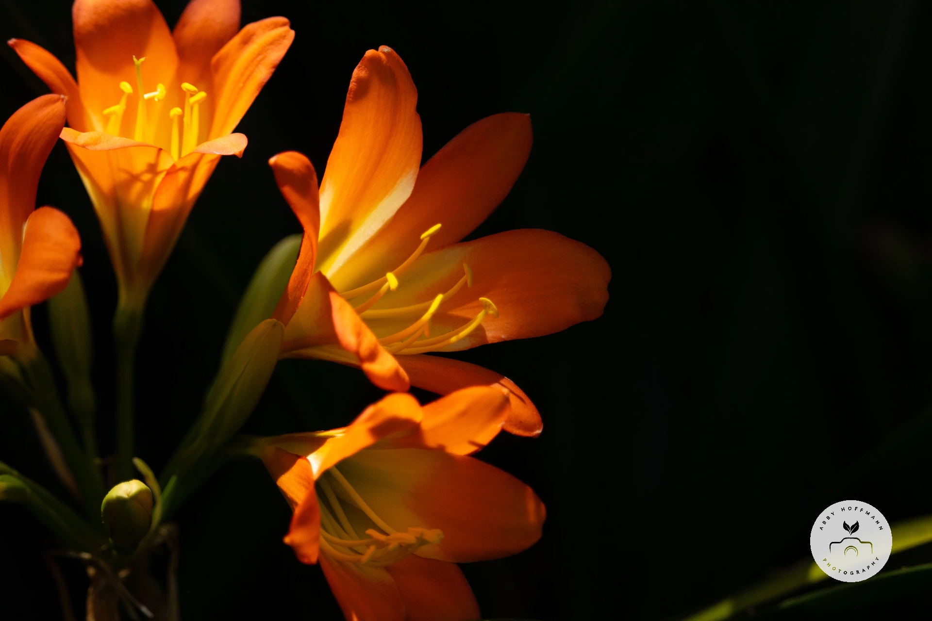 Bush lily