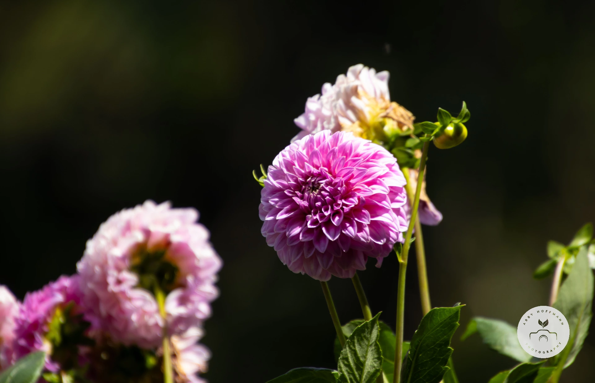 Dahlia