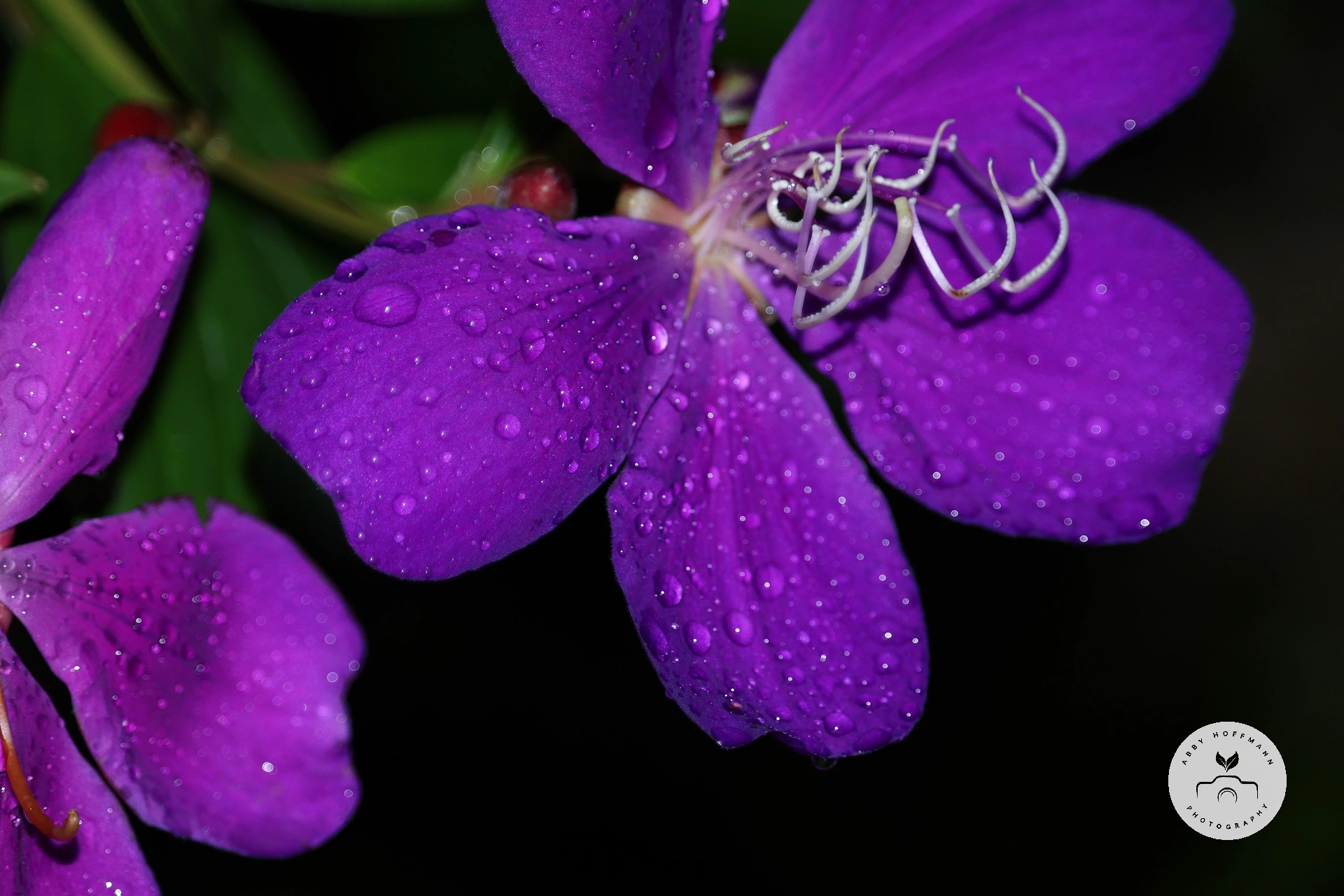 Raindrops on flowers