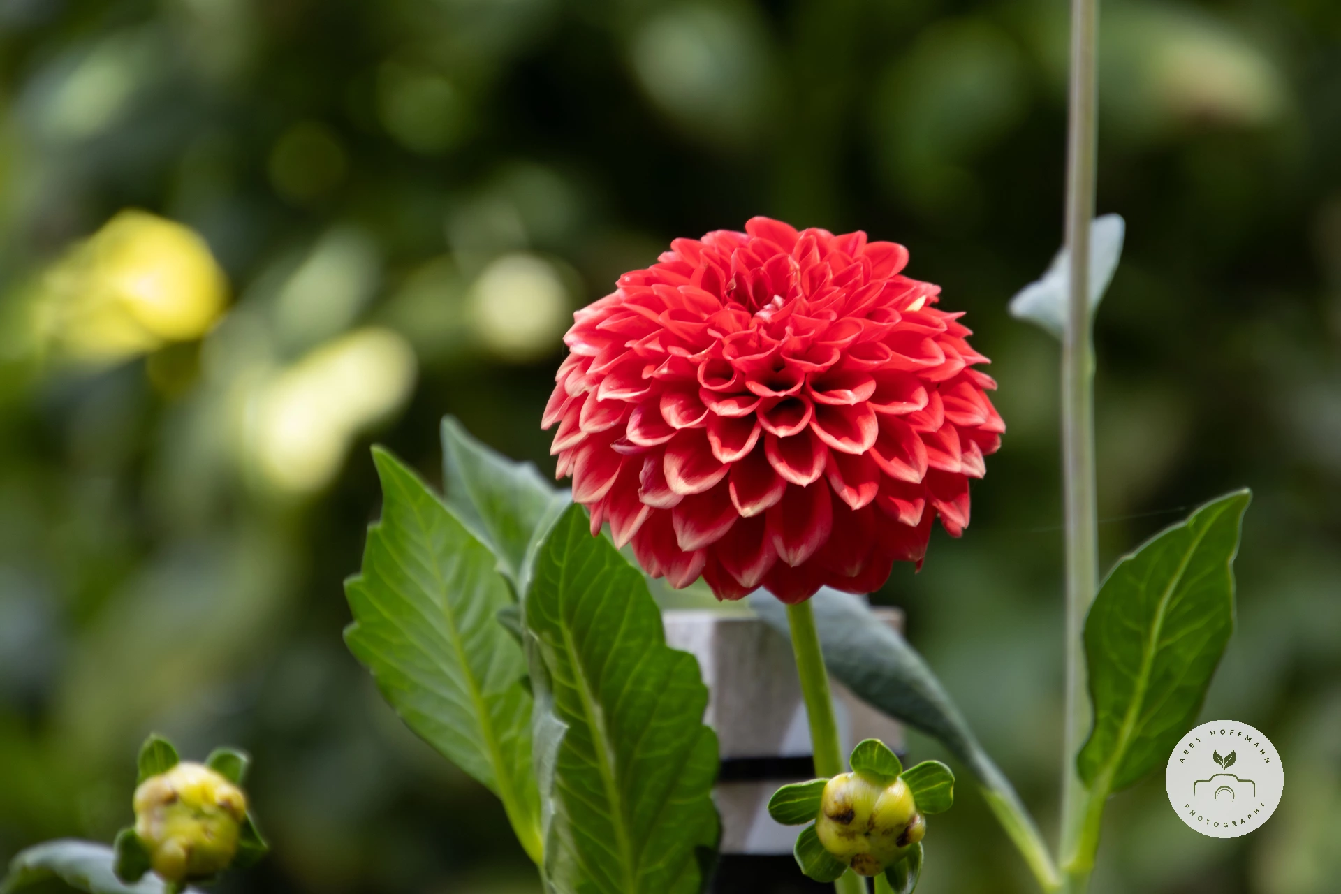 Dahlia