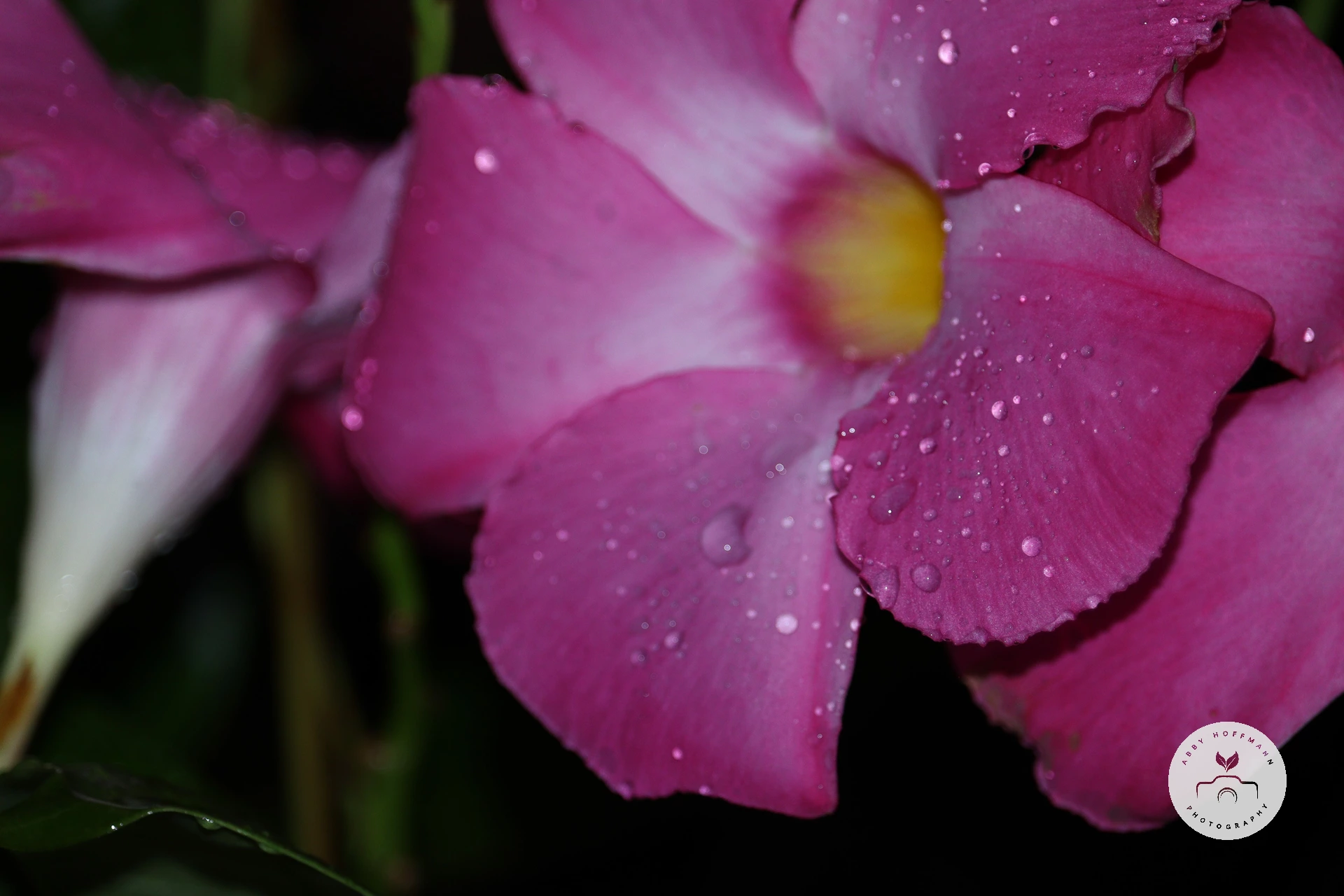 Raindrops on flowers
