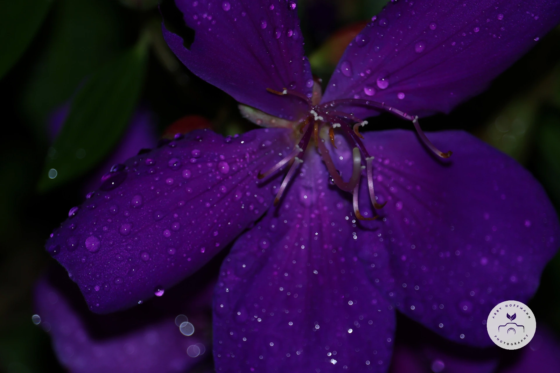 Raindrops on flowers