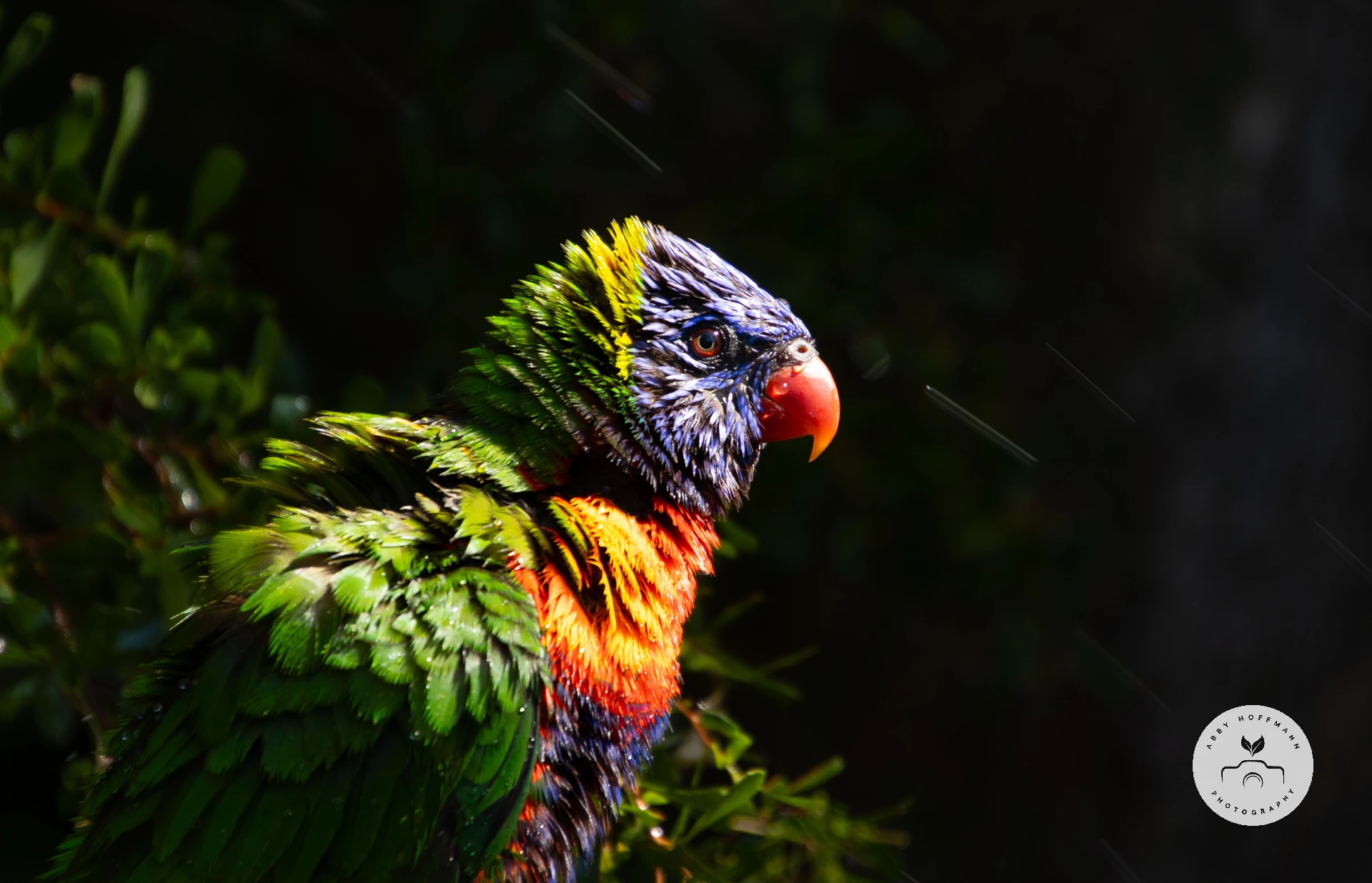 Rainbow lorikeet