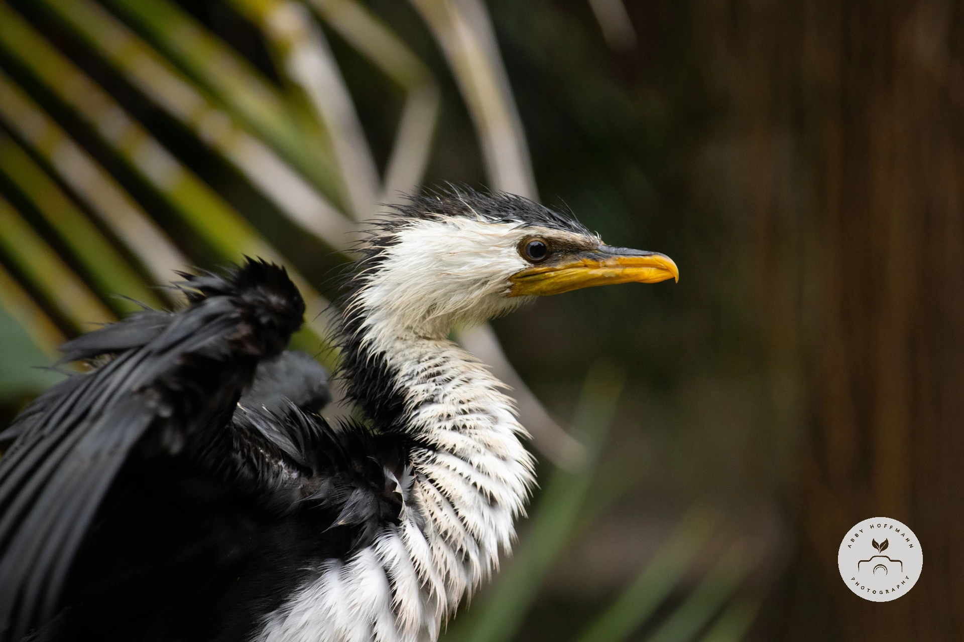 Little Pied Cormorant