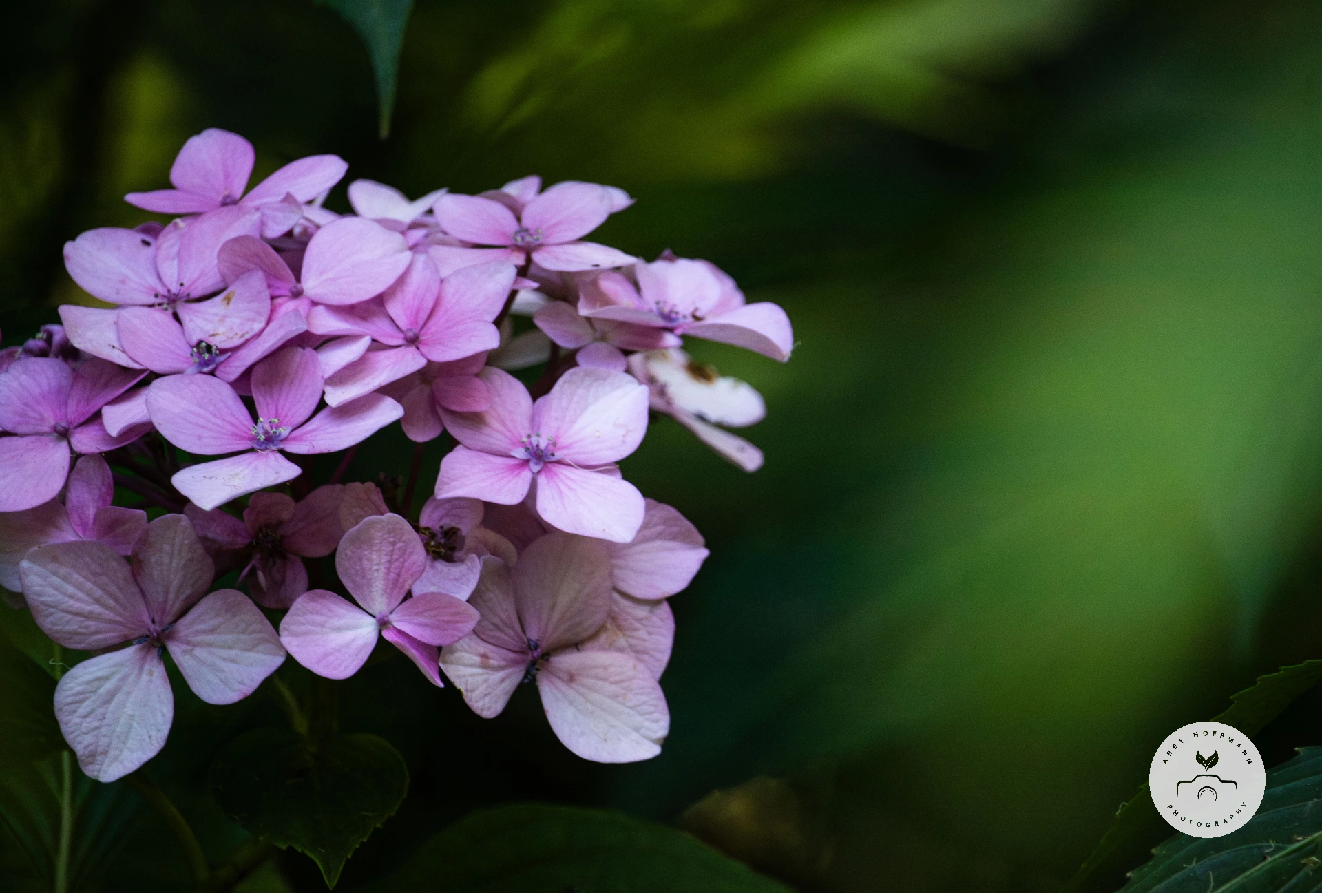 Hydrangea photograph