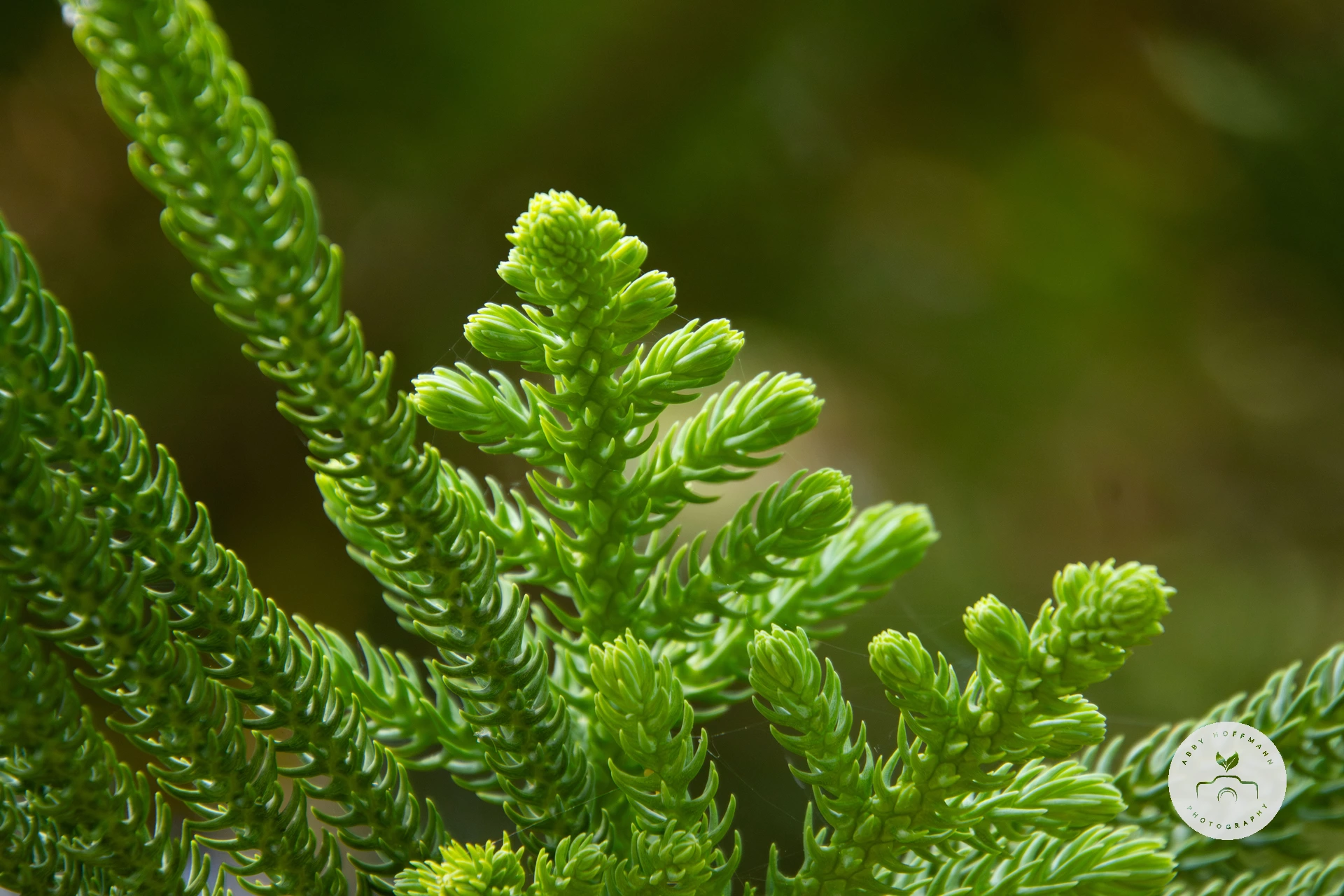 Araucaria species photograph