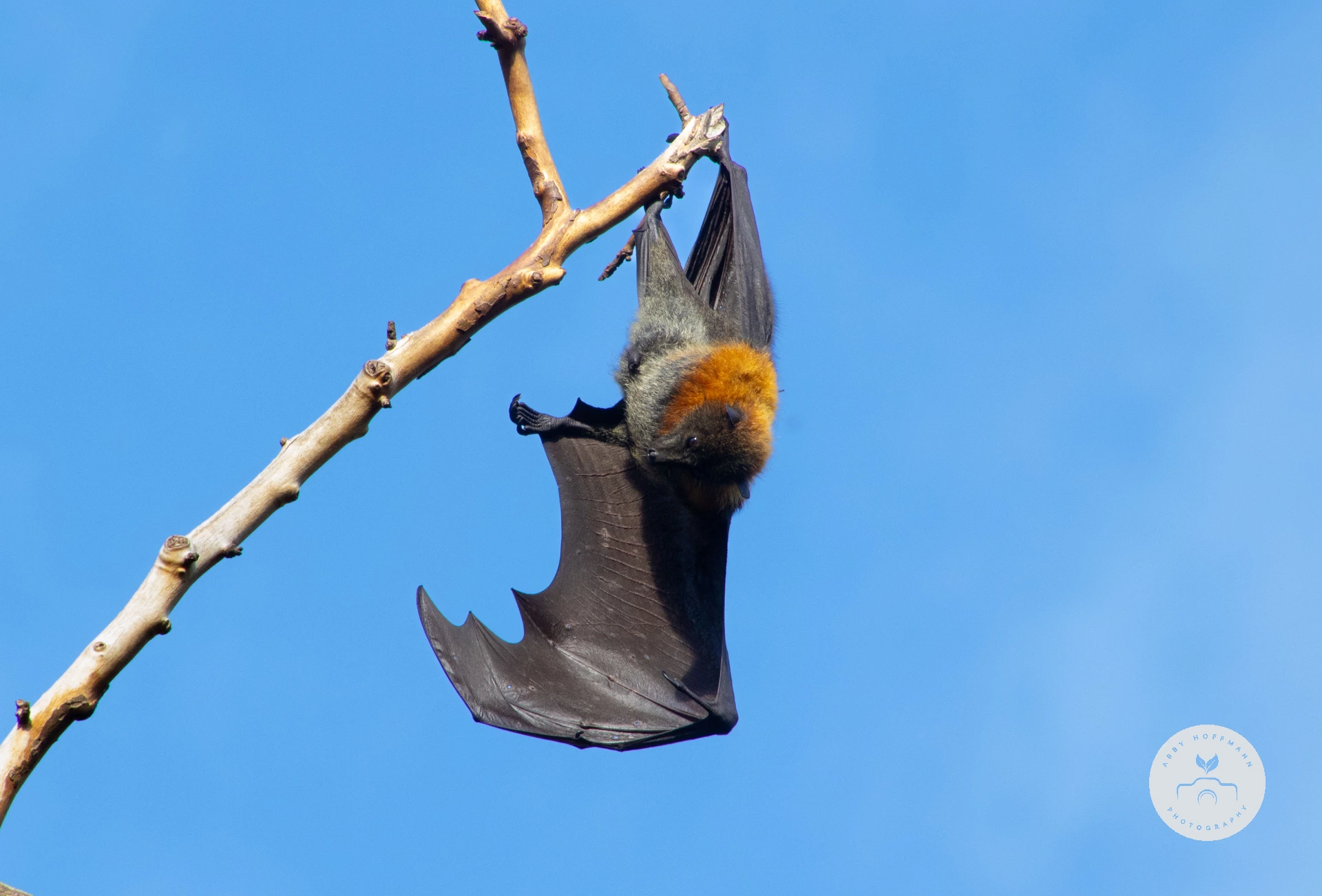 Grey-headed flying fox