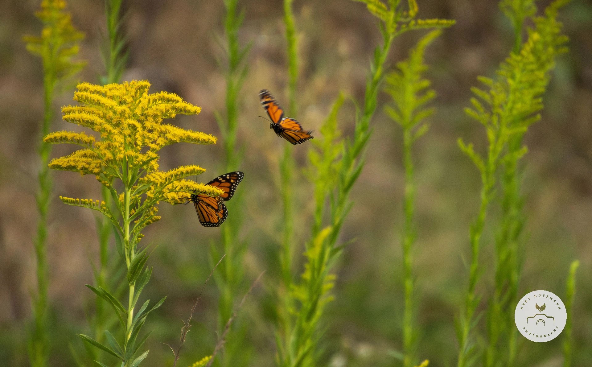 Wanderer Butterfly Photograph