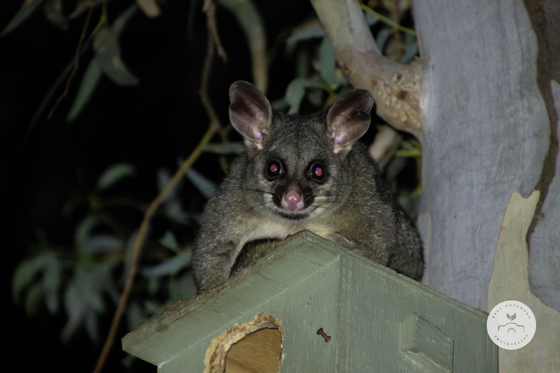 Common Brushtail Possum Photograph