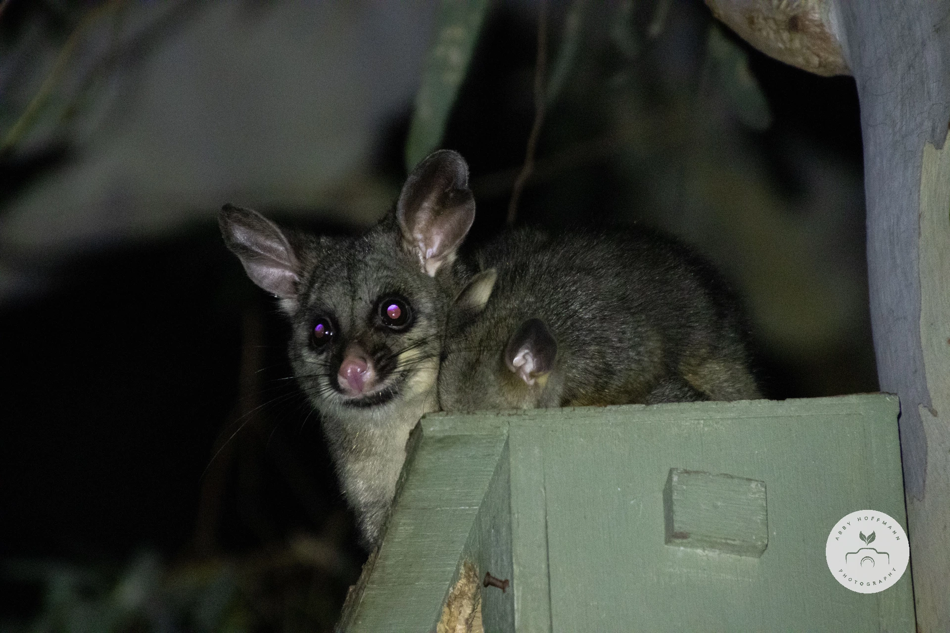 Common Brushtail Possum with baby Photograph