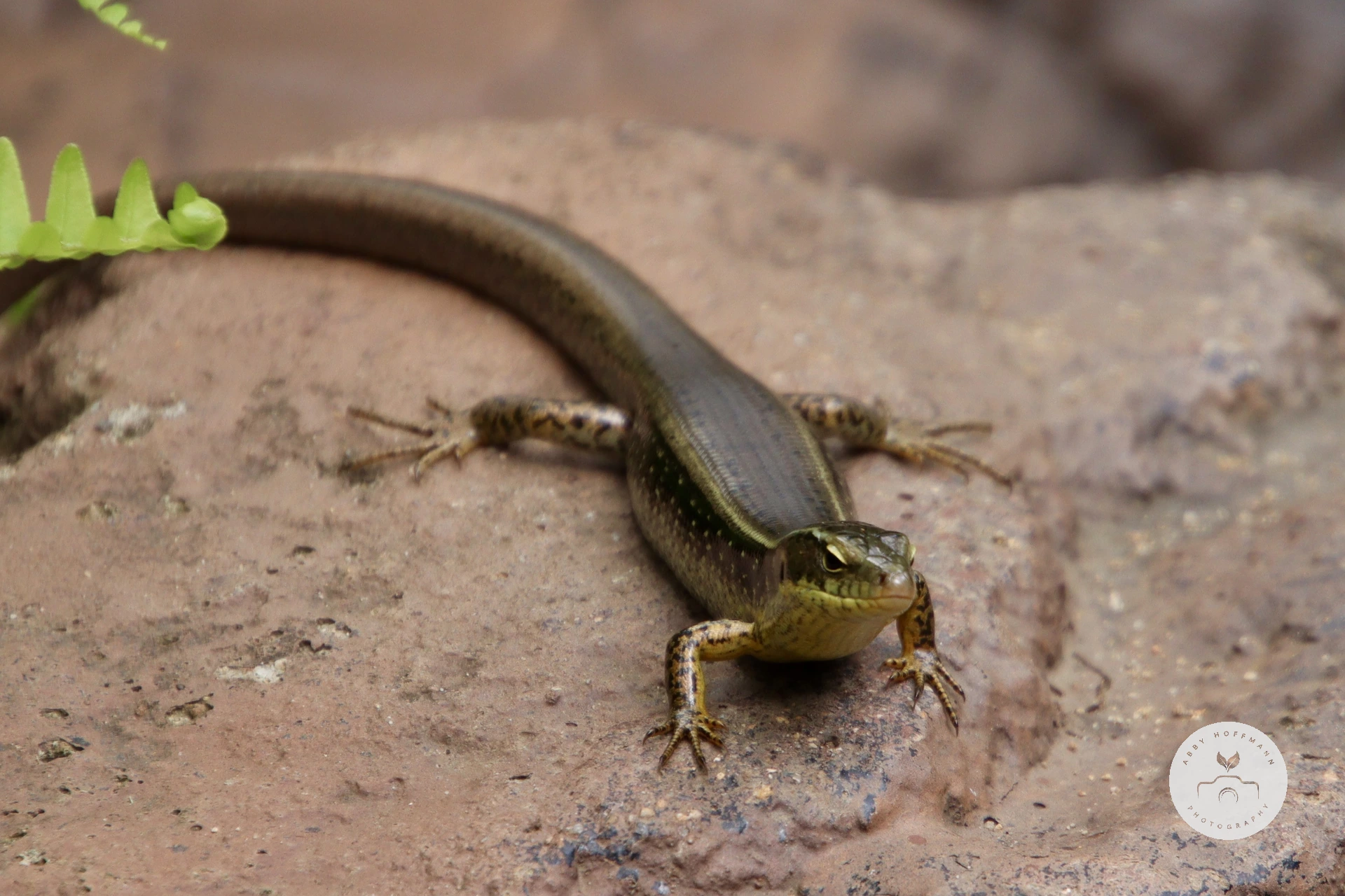 Eastern Water Skink photograph