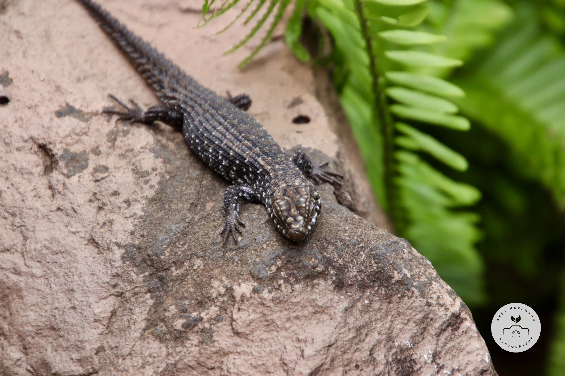 Skink photograph