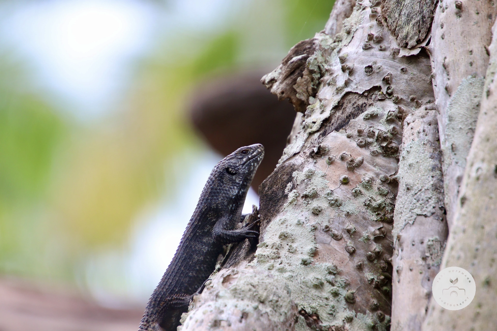 Cunningham Skink photograph