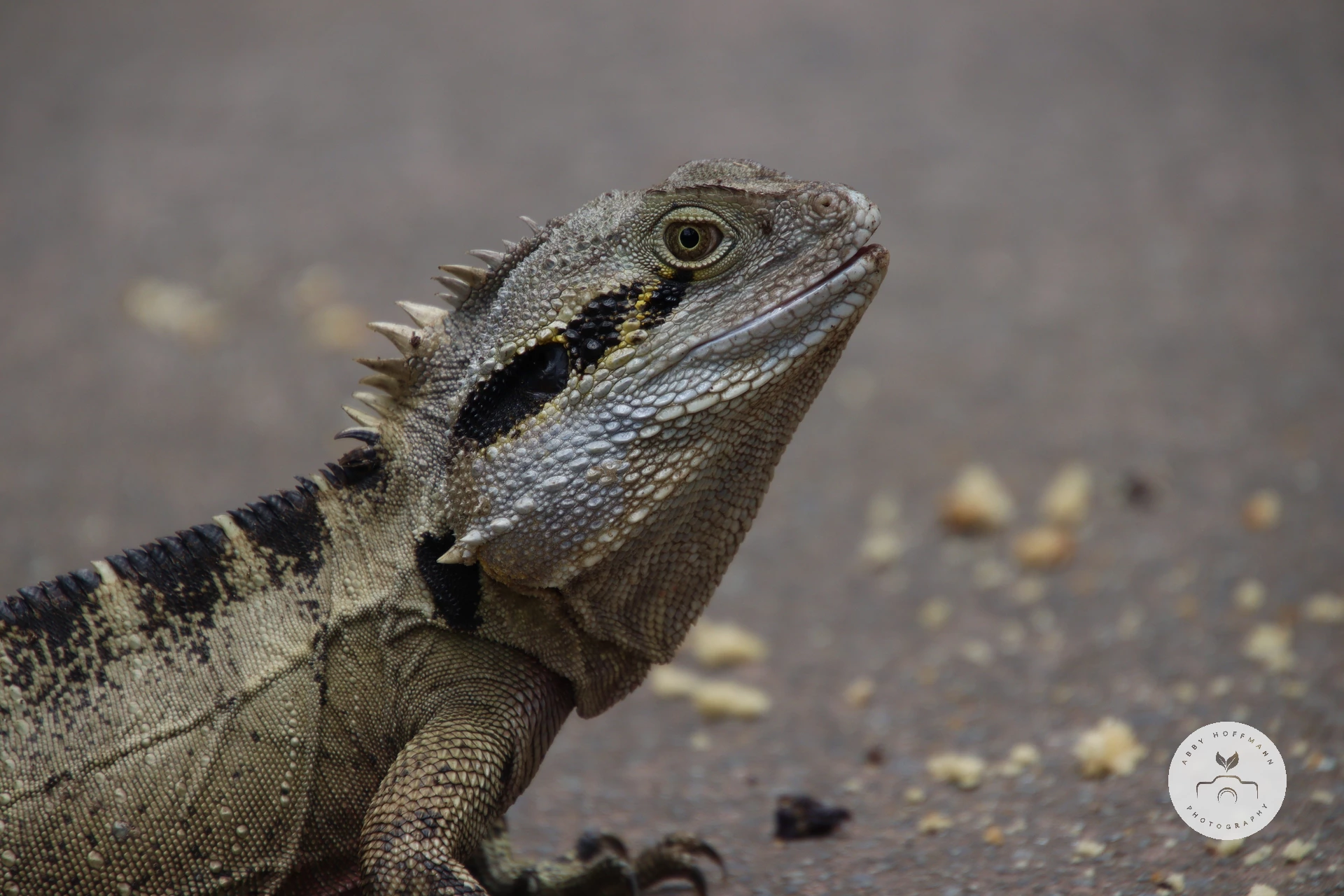 Australian water dragon photograph