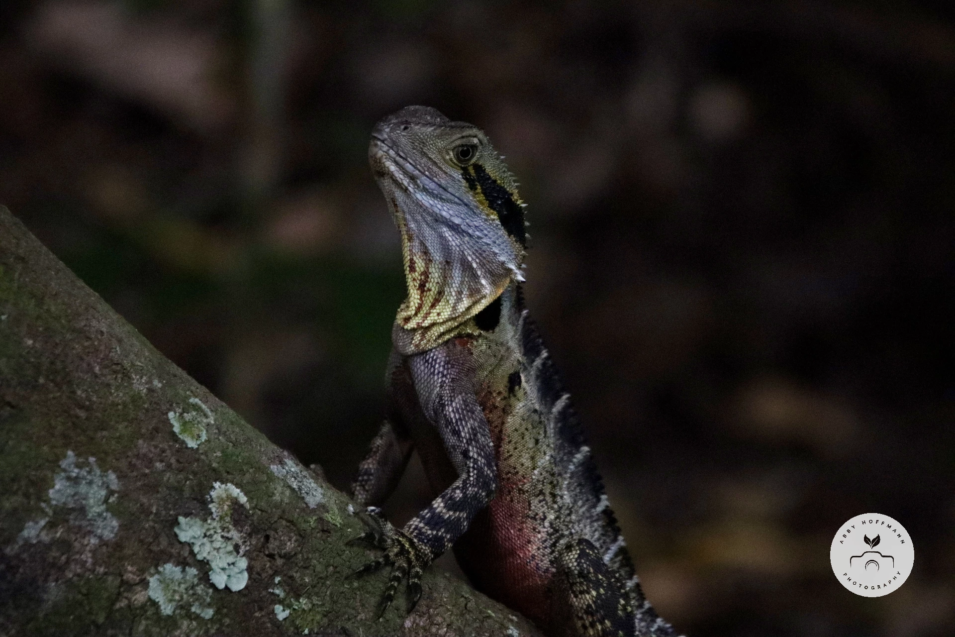 Australian water dragon photograph