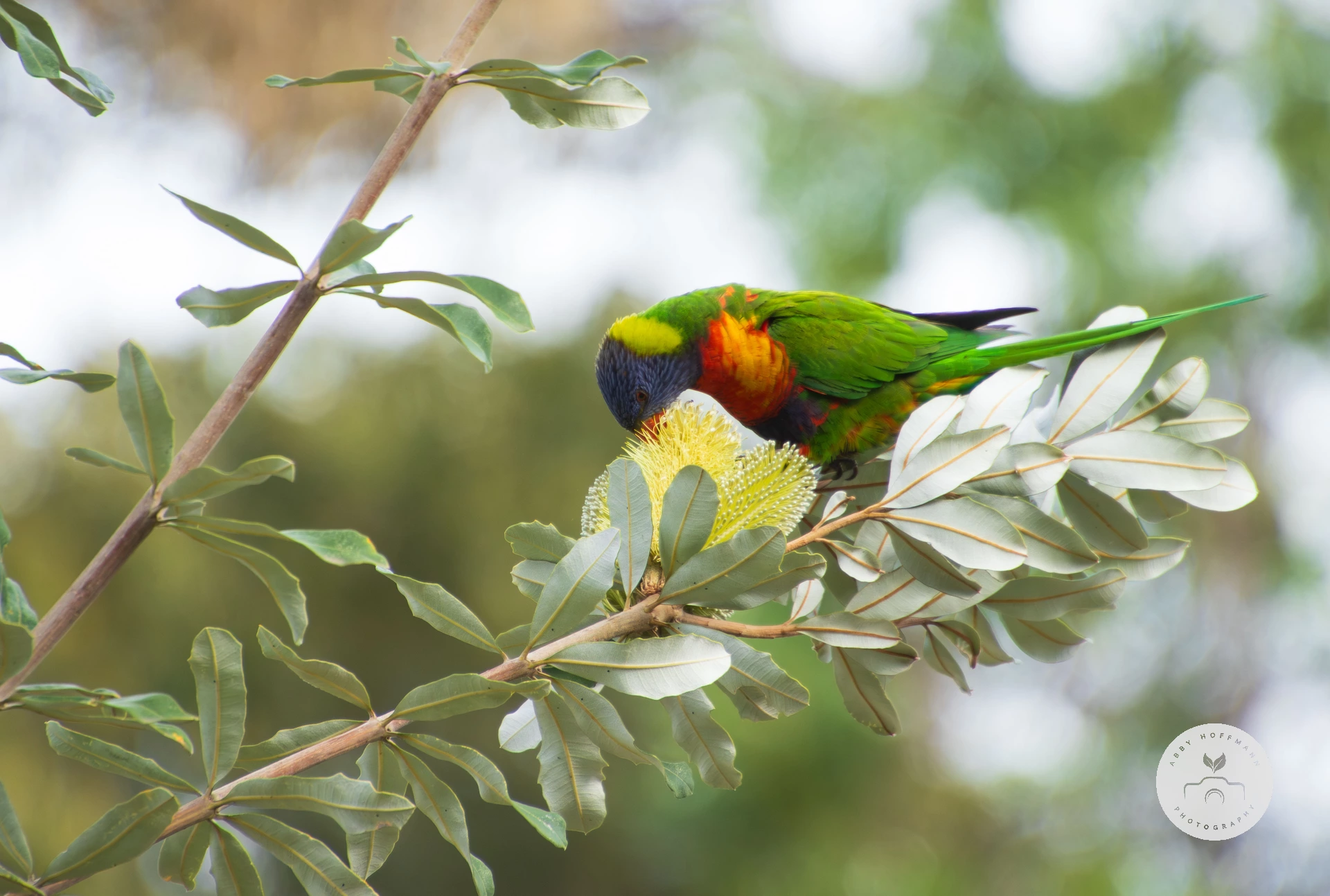 Rainbow lorikeet