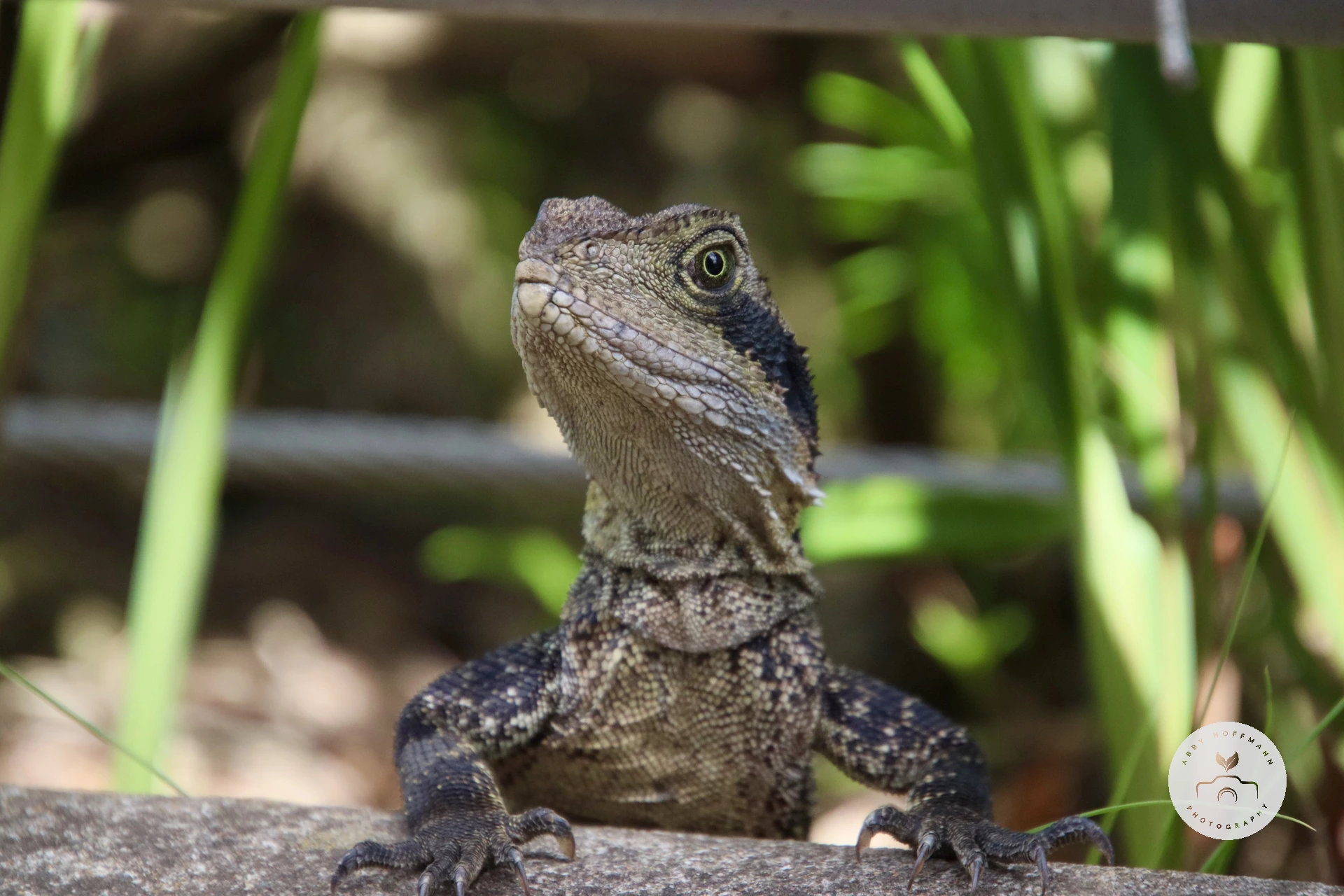 Australian water dragon photograph