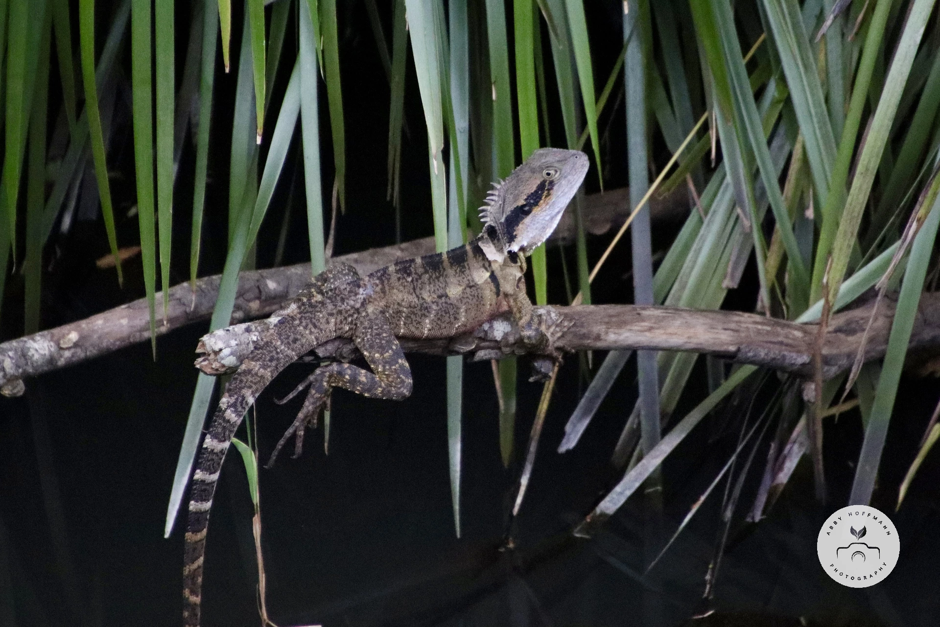 Australian water dragon photograph