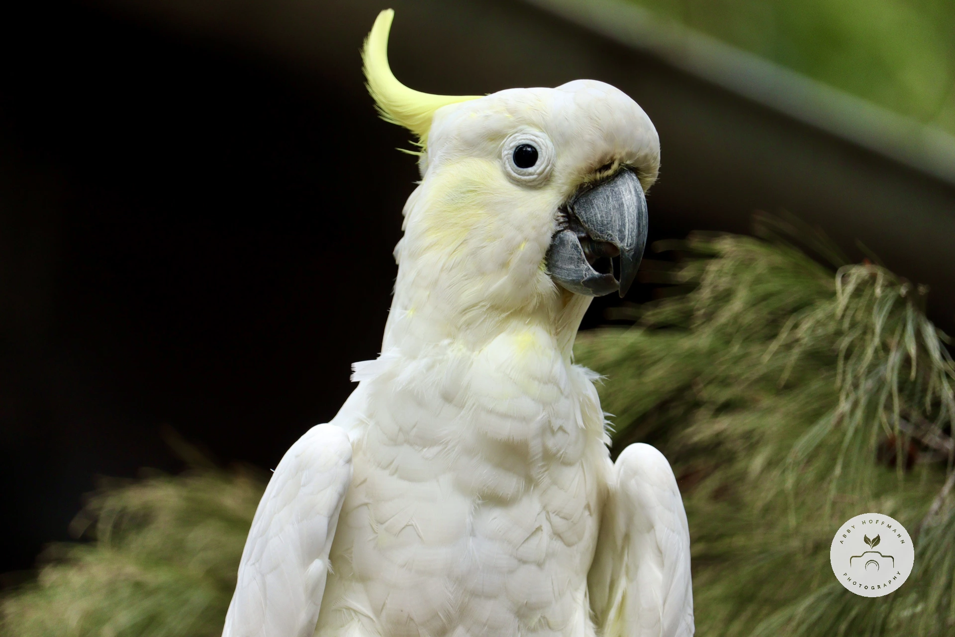 Sulphur-crested cockatoo photograph