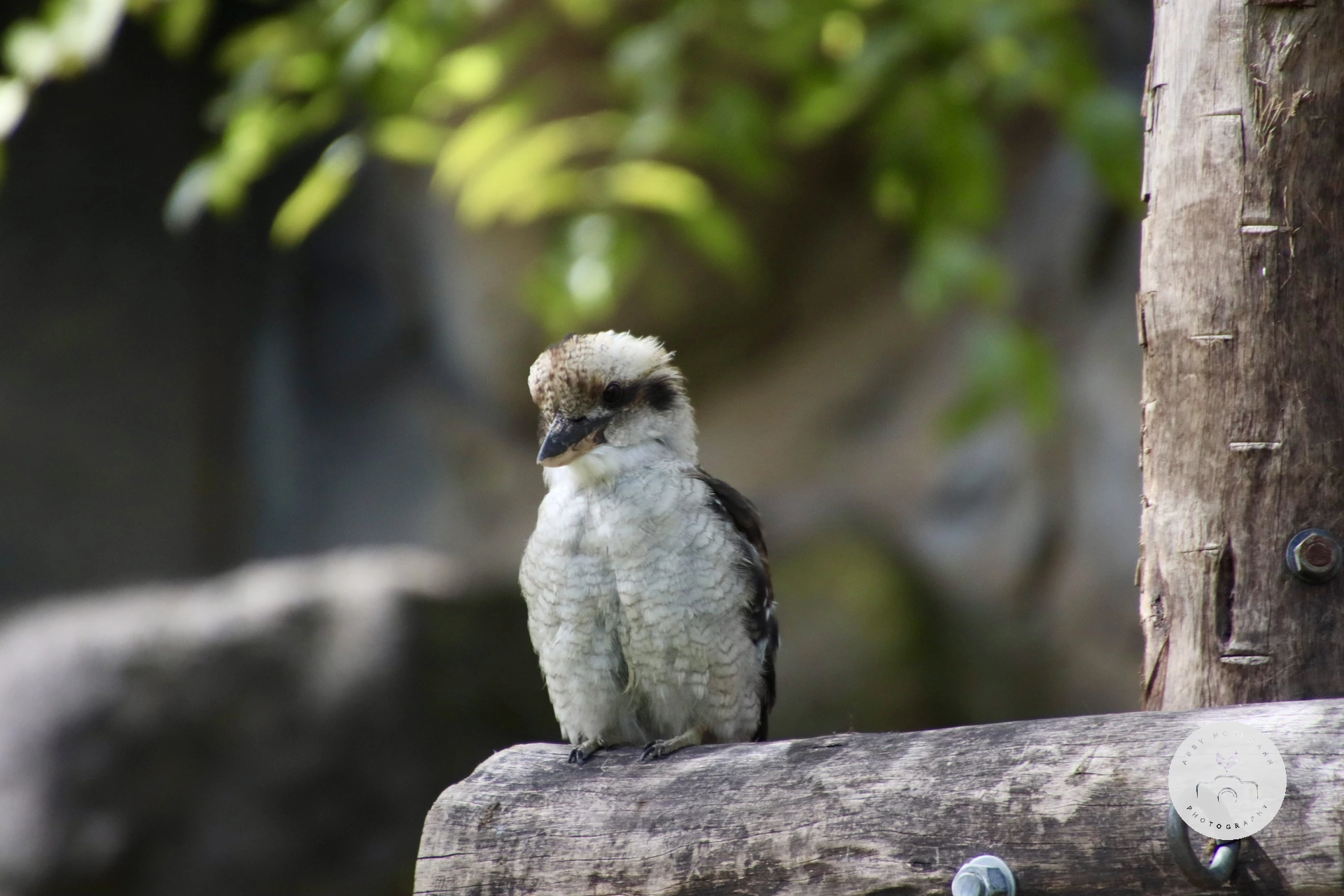 Laughing Kookaburra photograph