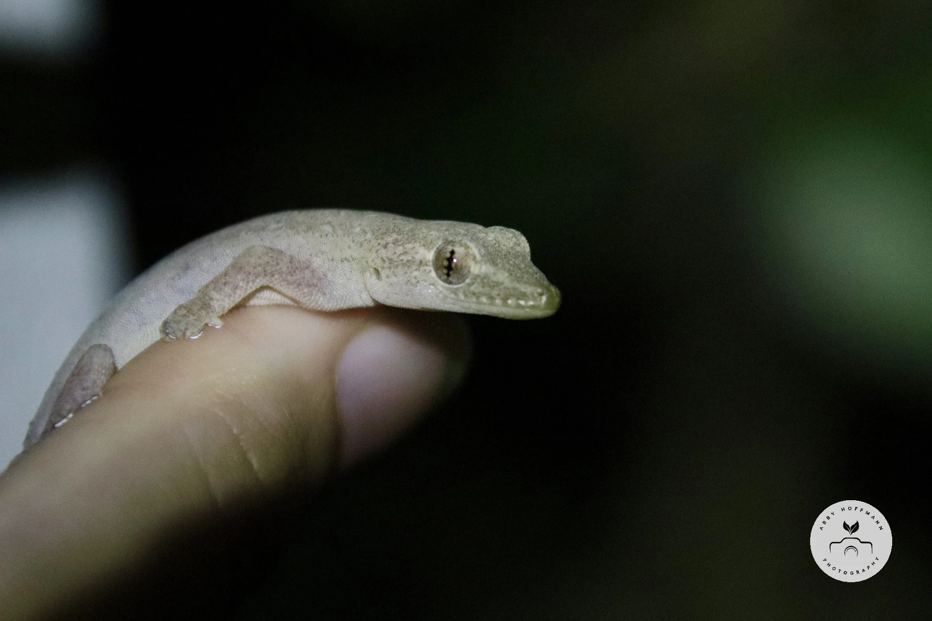 Common House Gecko photograph