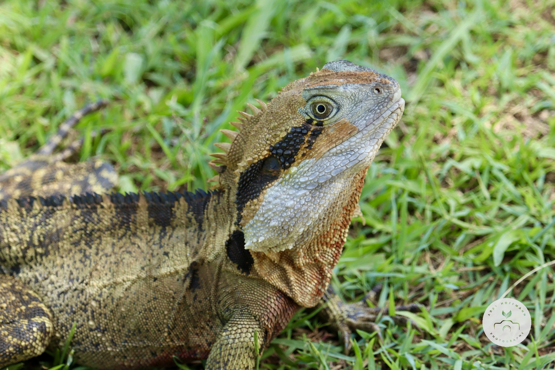 Australian water dragon photograph