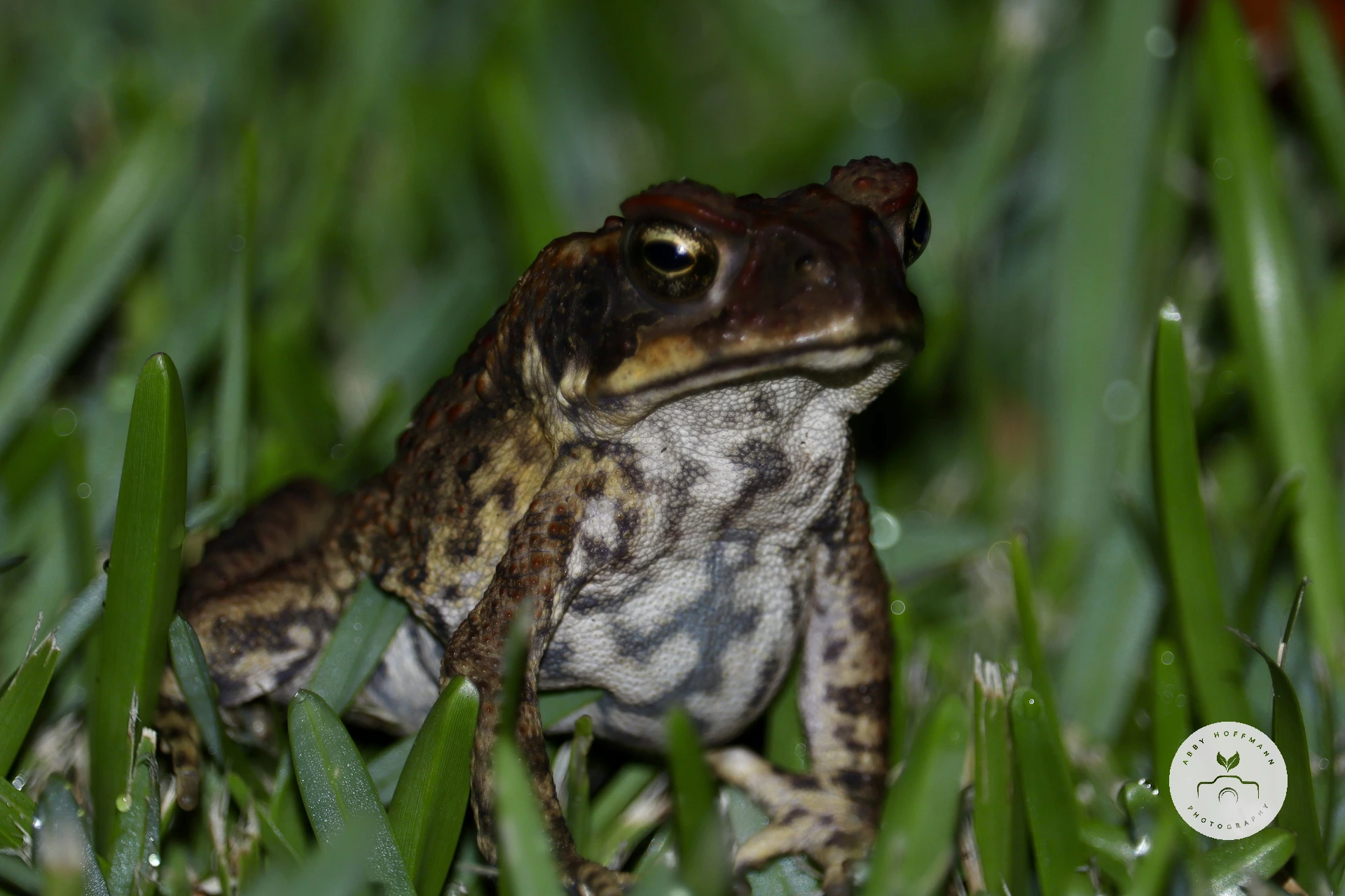 Cane Toad
