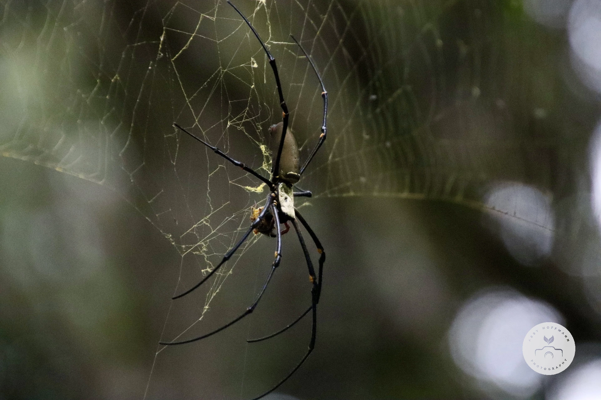 Giant Golden Orbweaver photograph