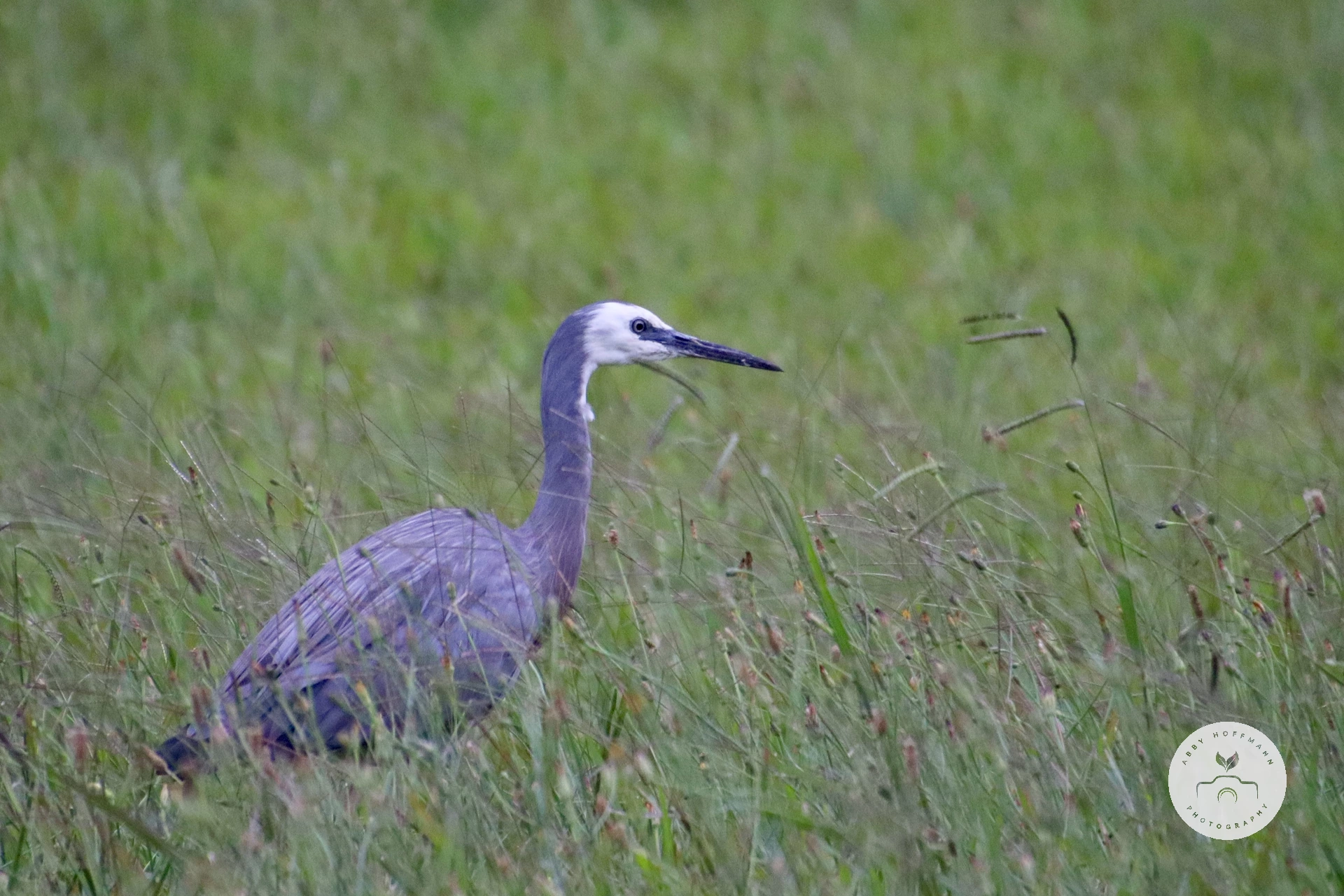 White-faced heron photograph