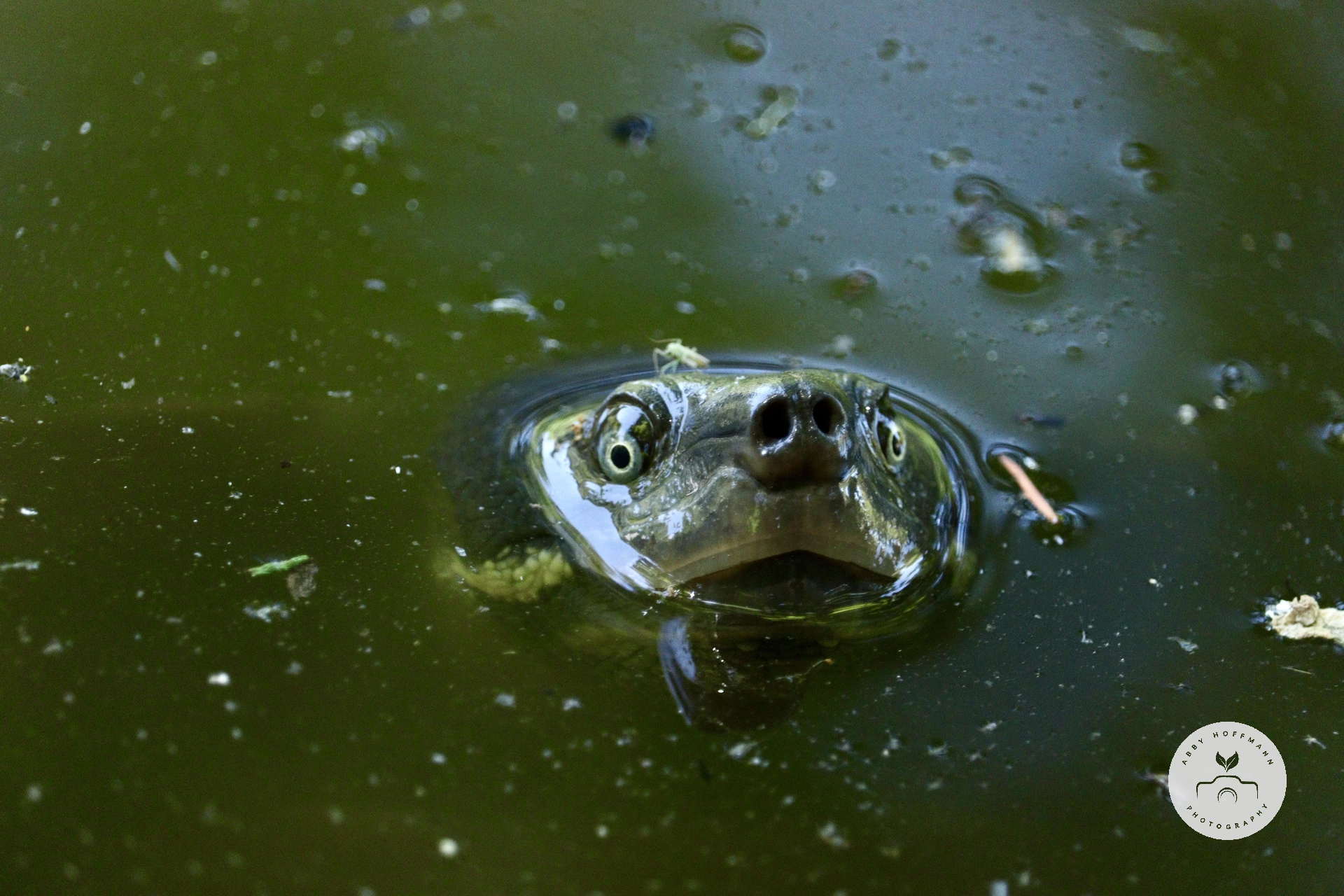 Eastern long-necked turtle photograph