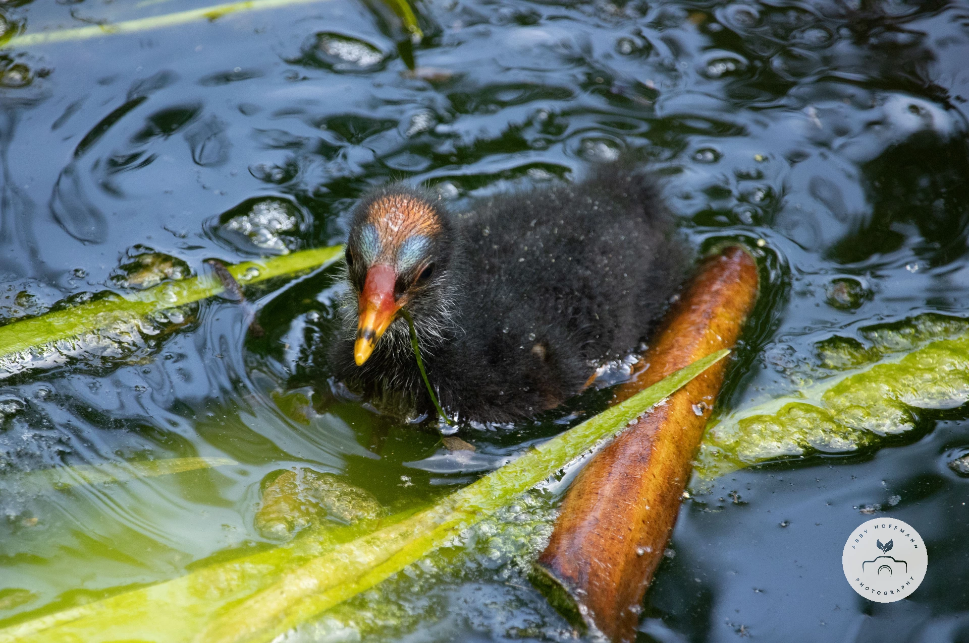 common moorhen chick photograph