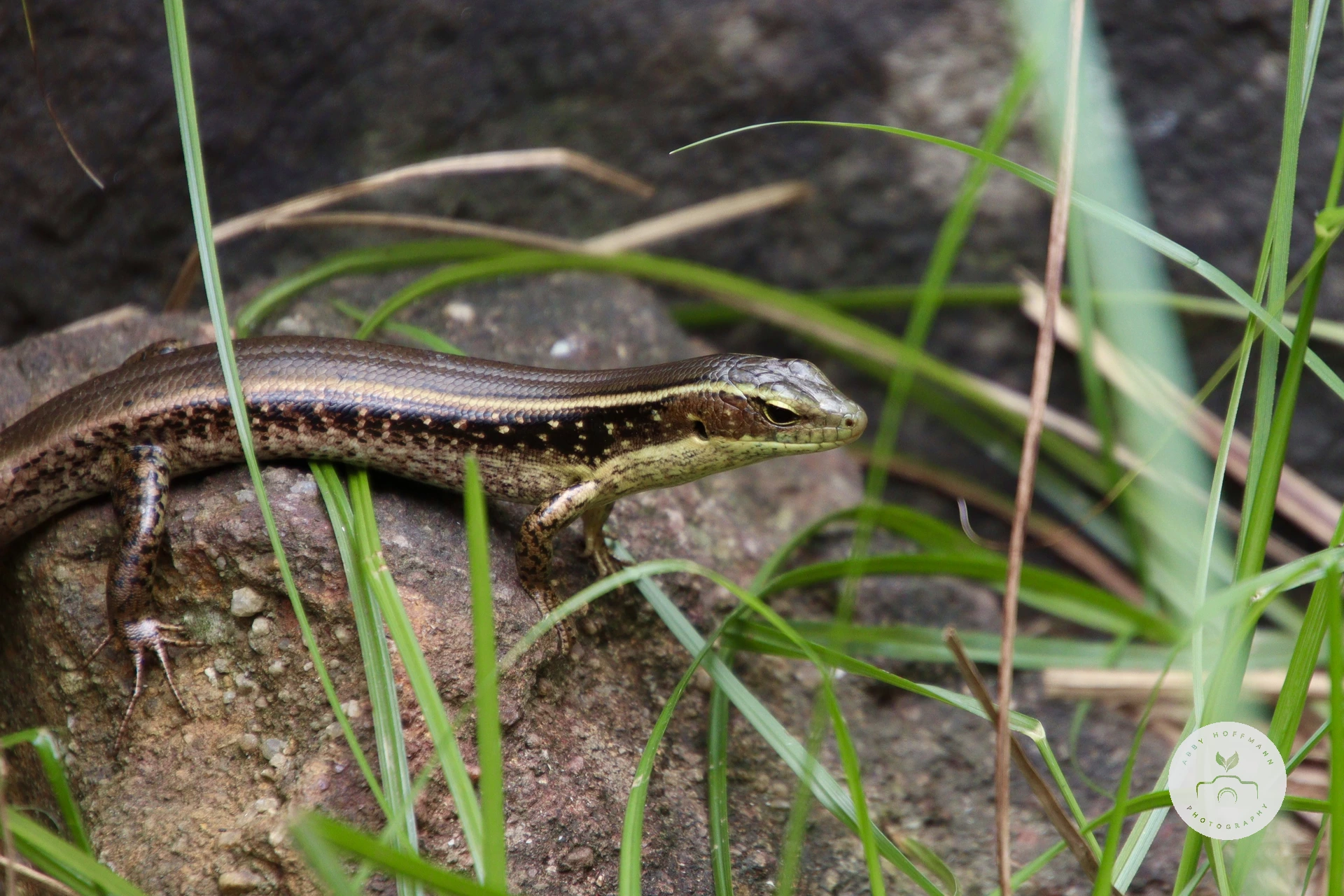 Eastern Water Skink photograph