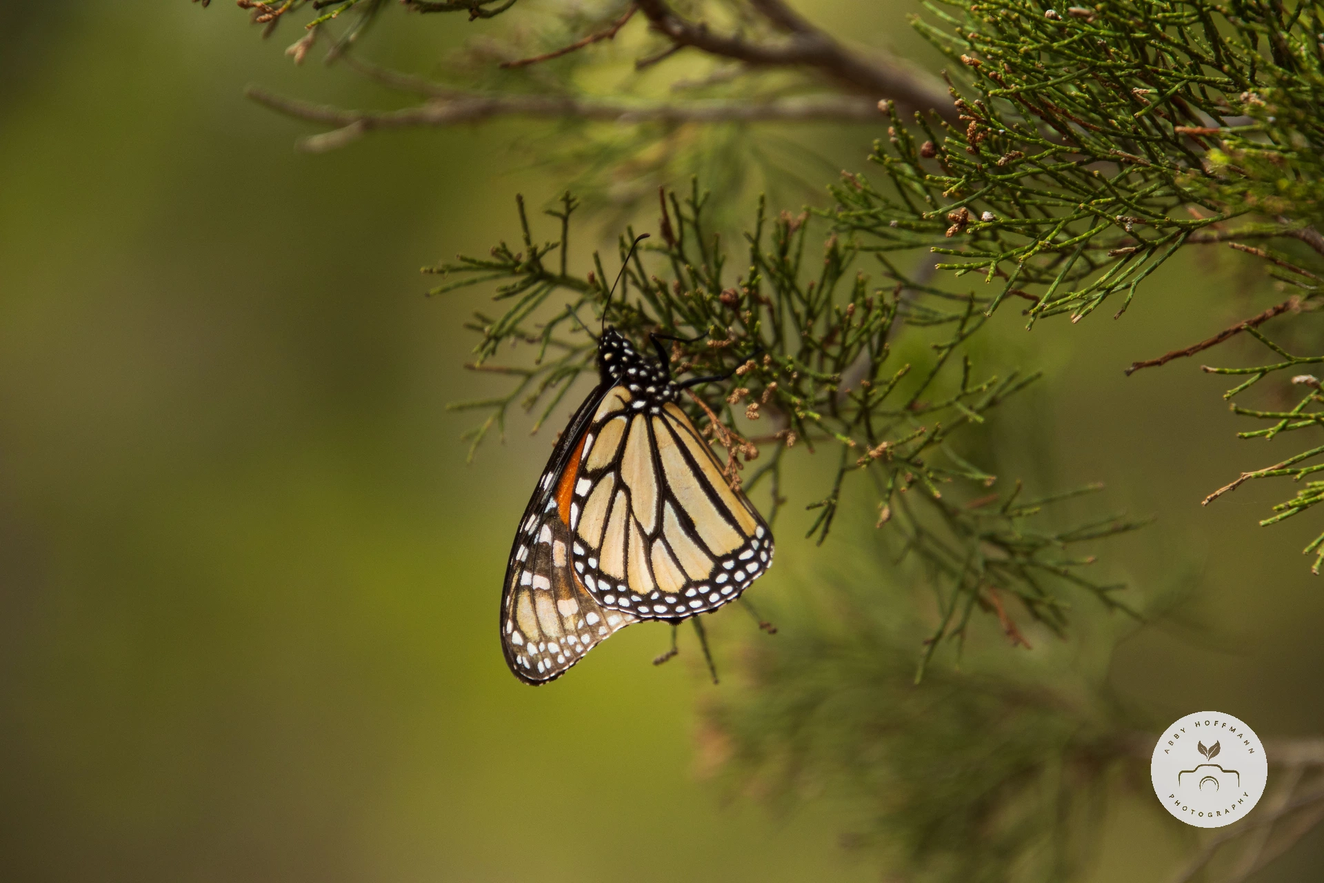 Wanderer Butterfly photograph