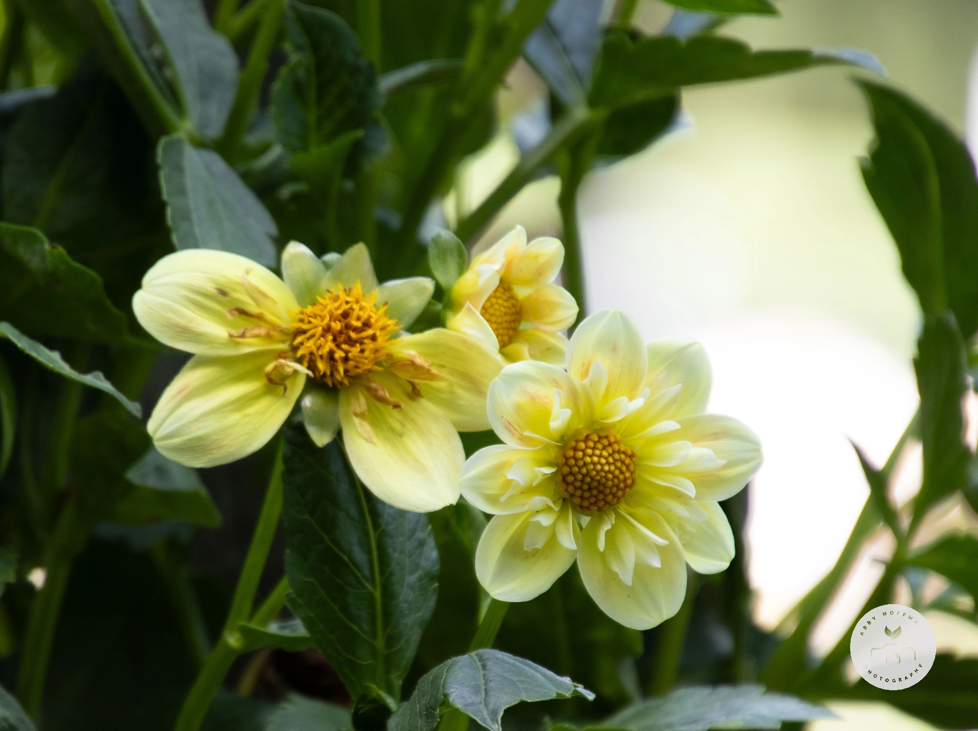 Dahlia