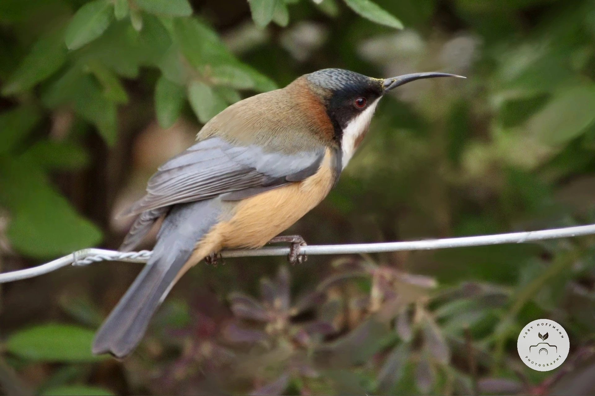 Eastern Spinebill