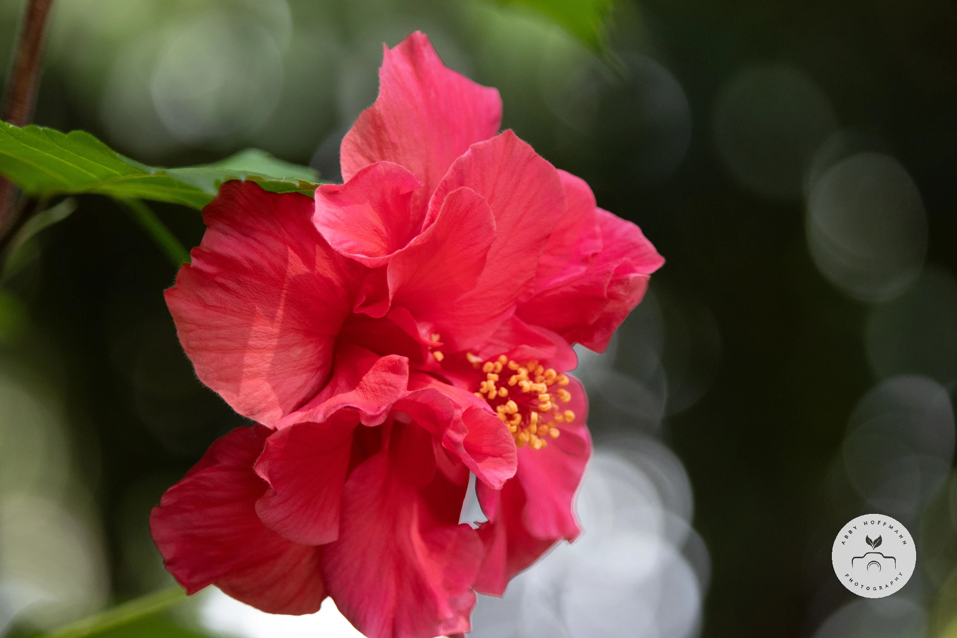 Chinese Hibiscus