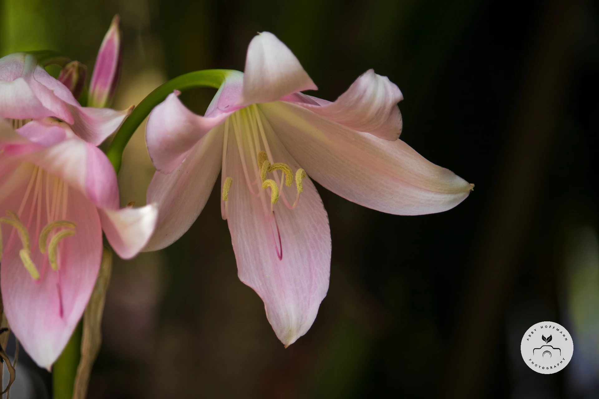 Jersey Lily
