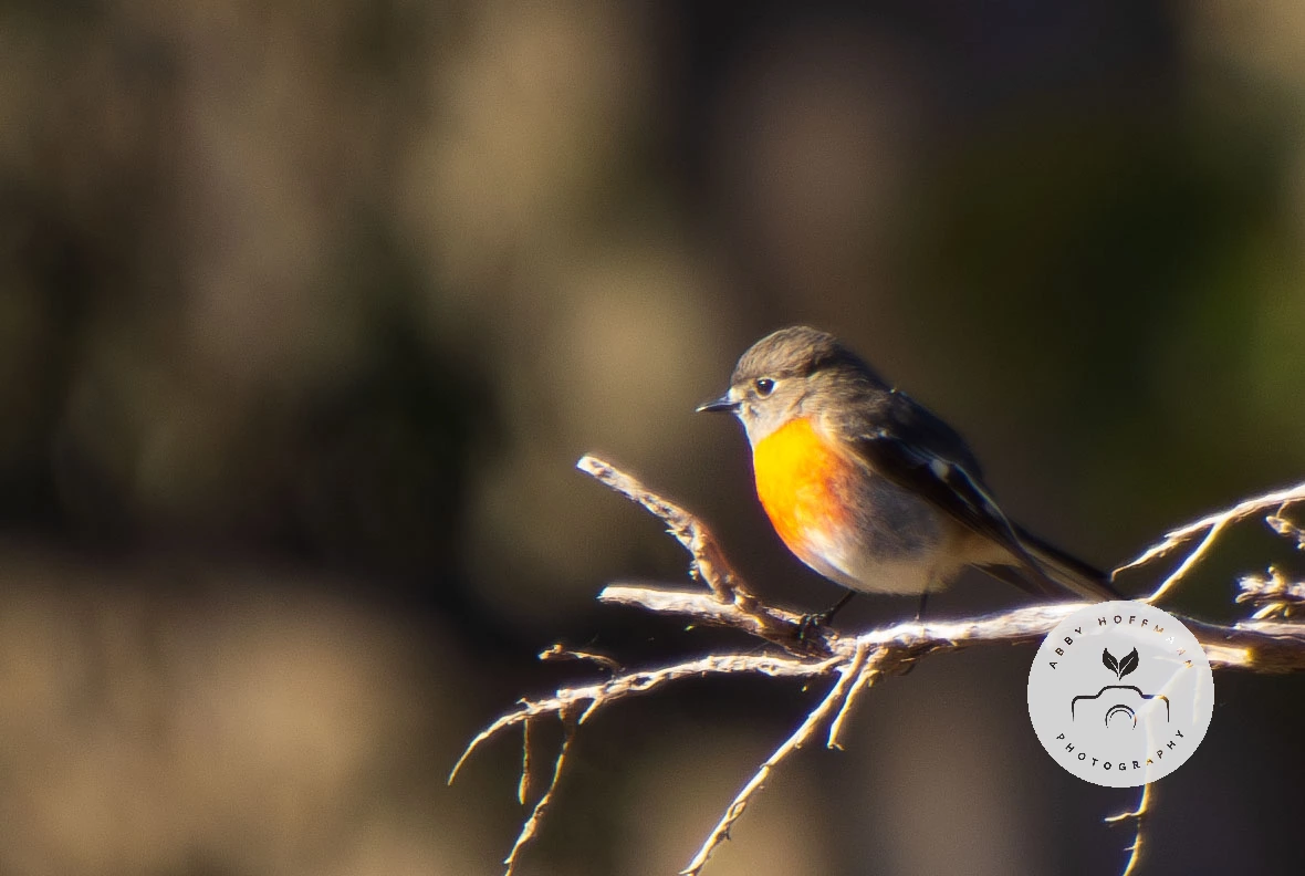 Female Scarlet Robin