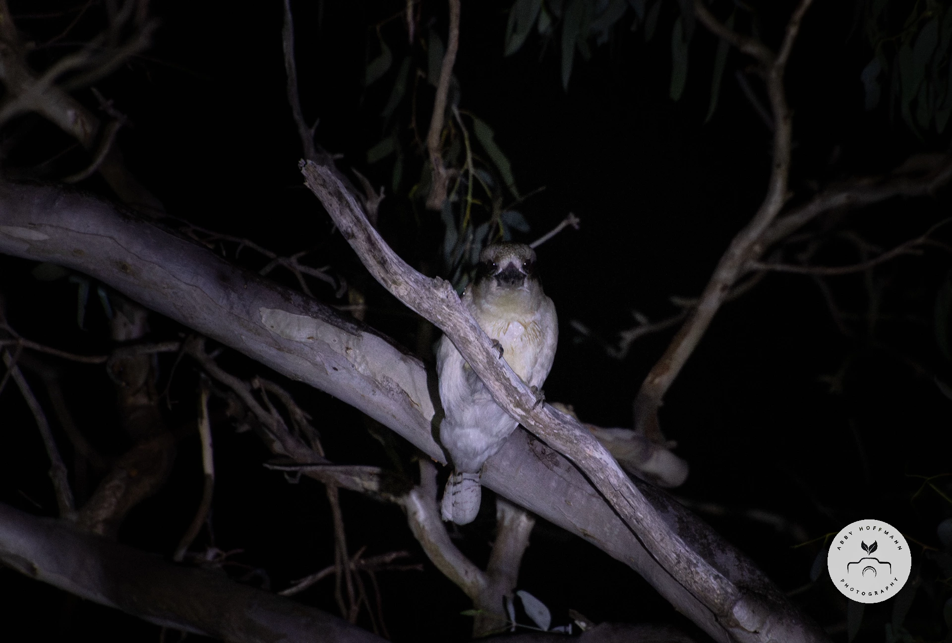 Kookaburra