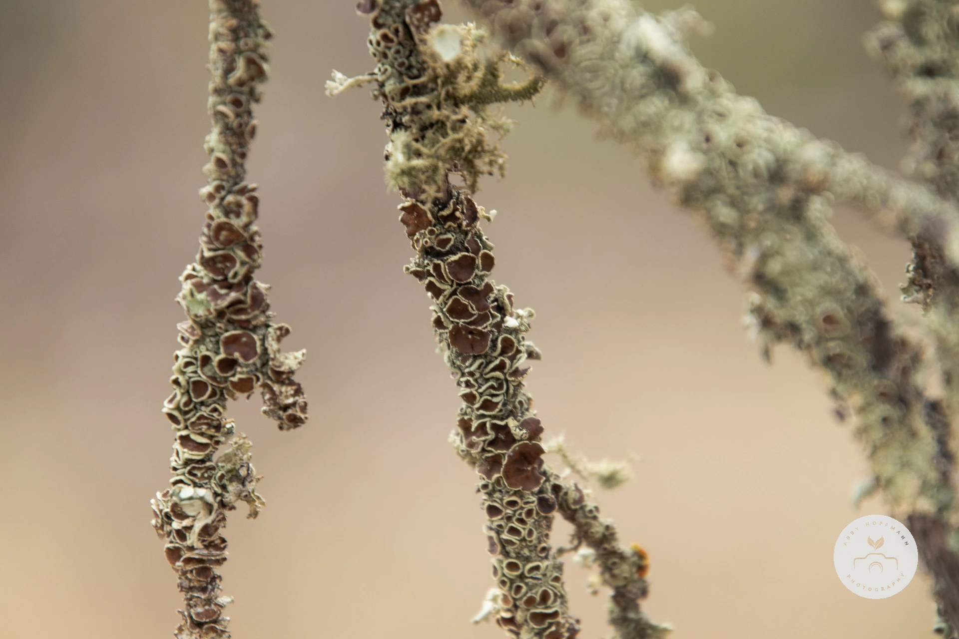 Lichen