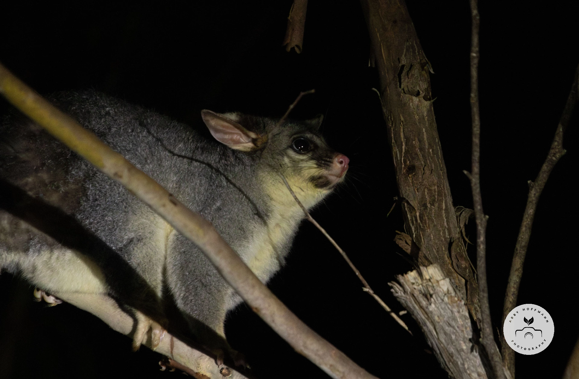 Possum in tree