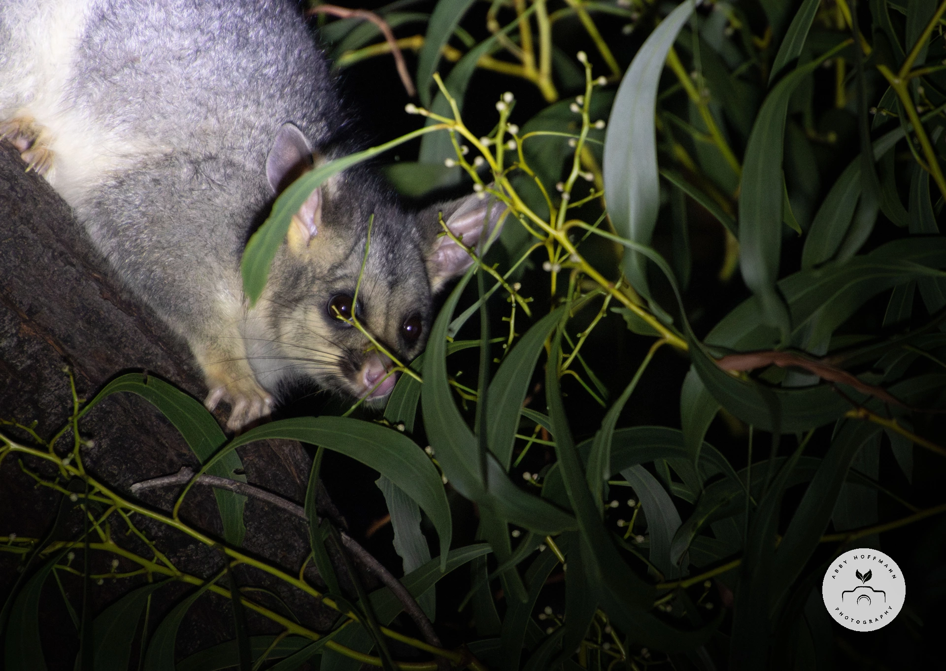 Possum